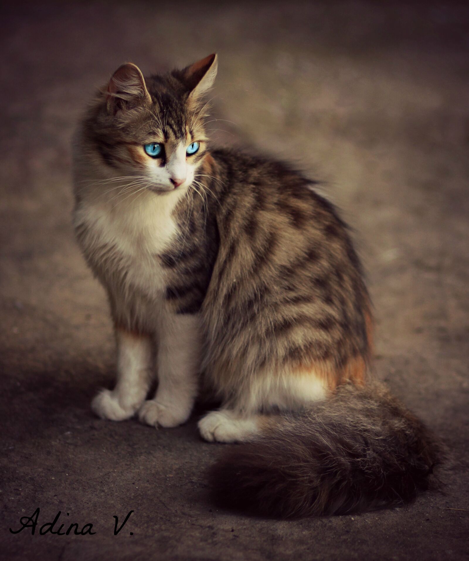 Canon EOS 700D (EOS Rebel T5i / EOS Kiss X7i) + Canon EF 85mm F1.8 USM sample photo. Cat, blue eyes, coloring photography