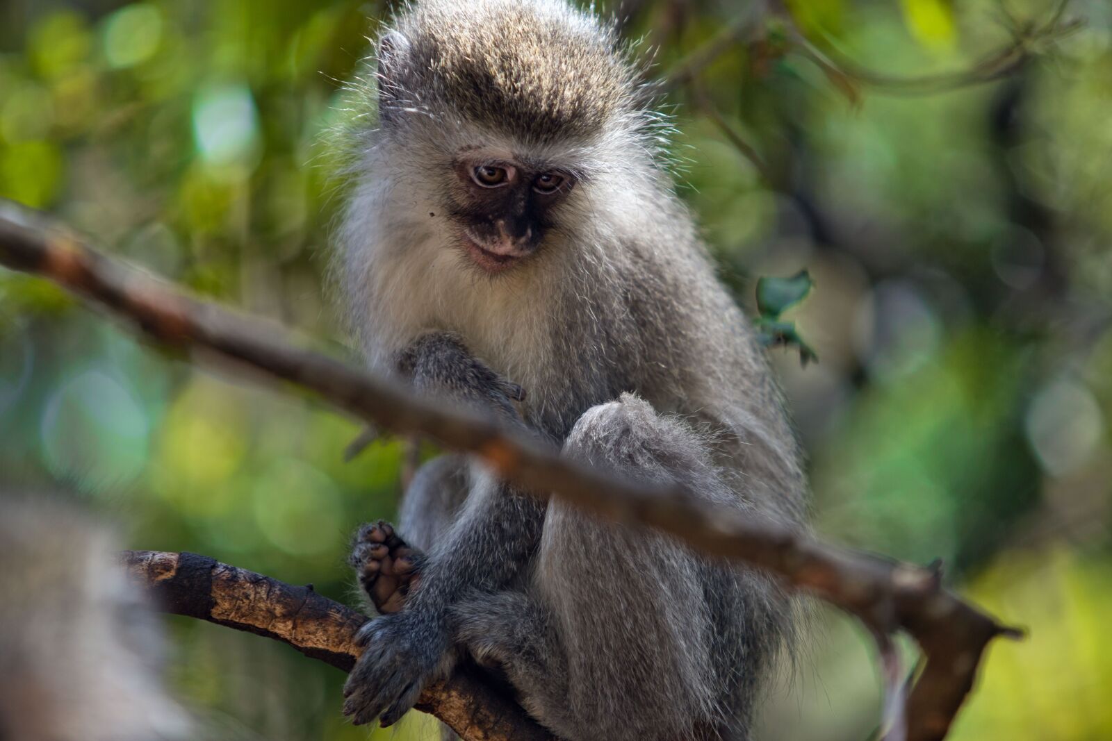Canon EF 70-200mm F2.8L USM sample photo. Monkey, wild, animal photography