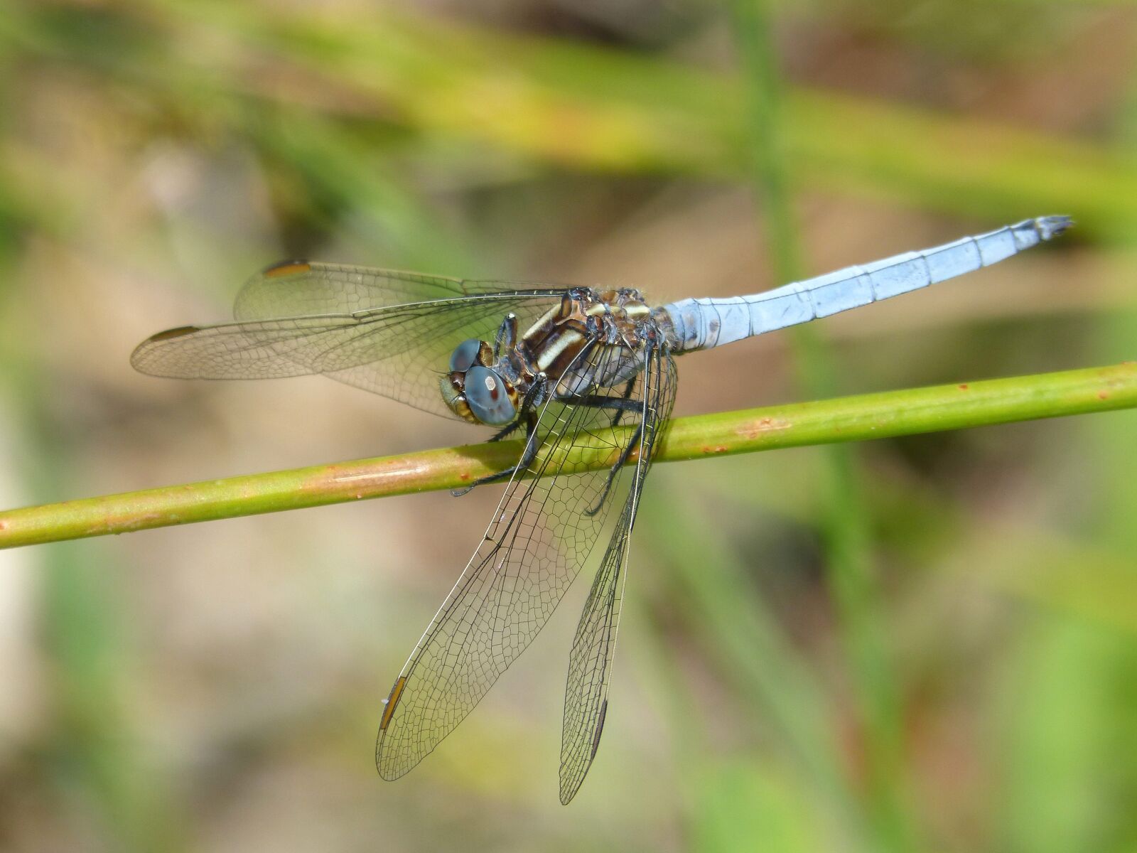 Panasonic DMC-FZ62 sample photo. Blue dragonfly, stem, wetland photography