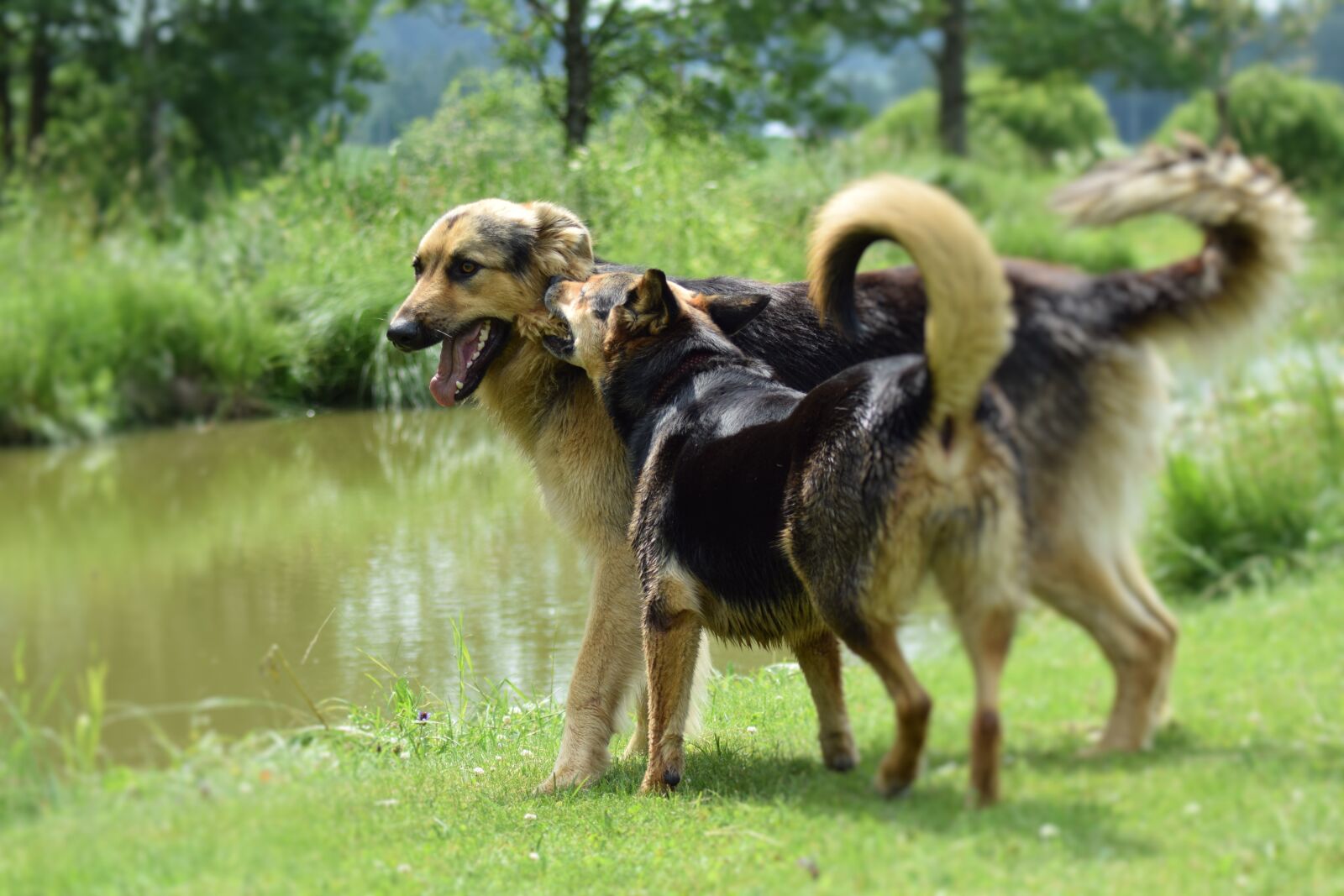 Nikon D3300 sample photo. Dogs, playing, dogs playing photography