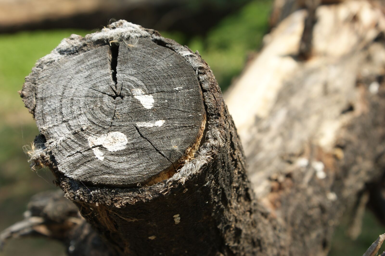Sony Alpha DSLR-A390 sample photo. Wood, tree, tree log photography