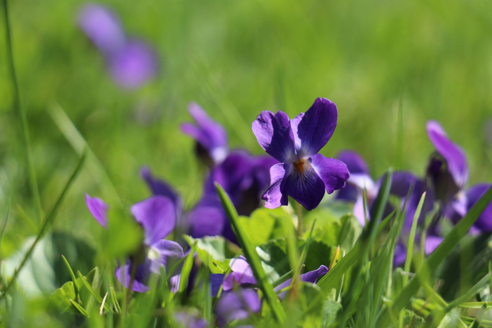Canon EOS 700D (EOS Rebel T5i / EOS Kiss X7i) sample photo. Flower, violet, purple photography