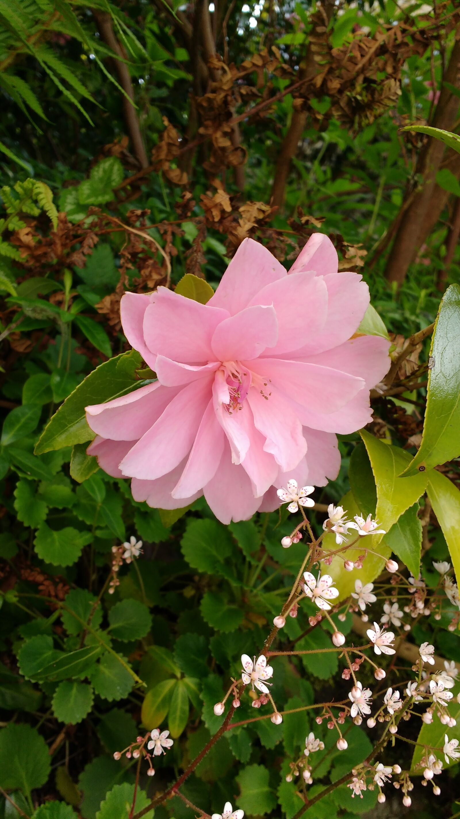 Motorola MotoG3 sample photo. Pink flower, flower, foliage photography