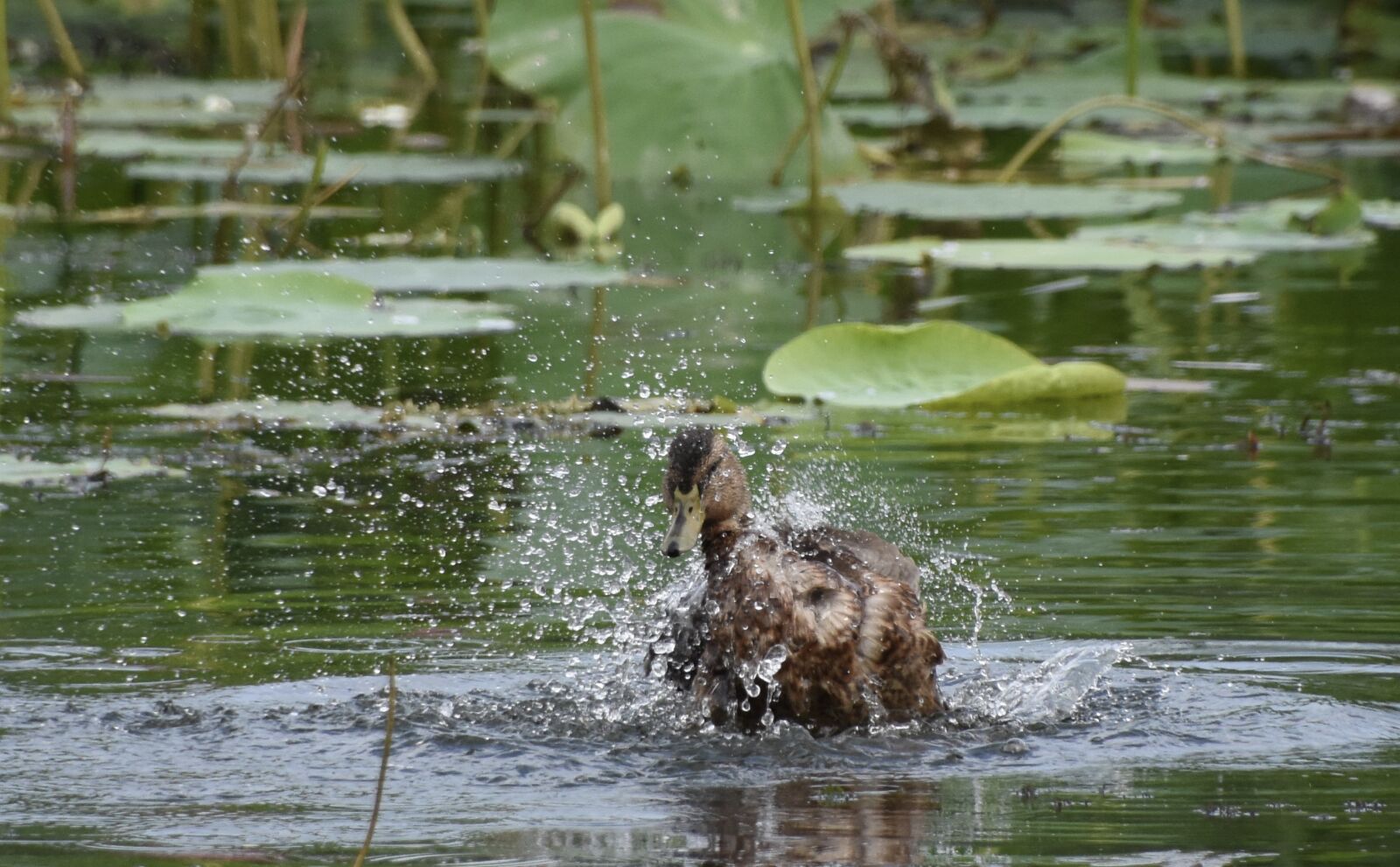 Nikon D7200 sample photo. Duck, close-up, blue photography