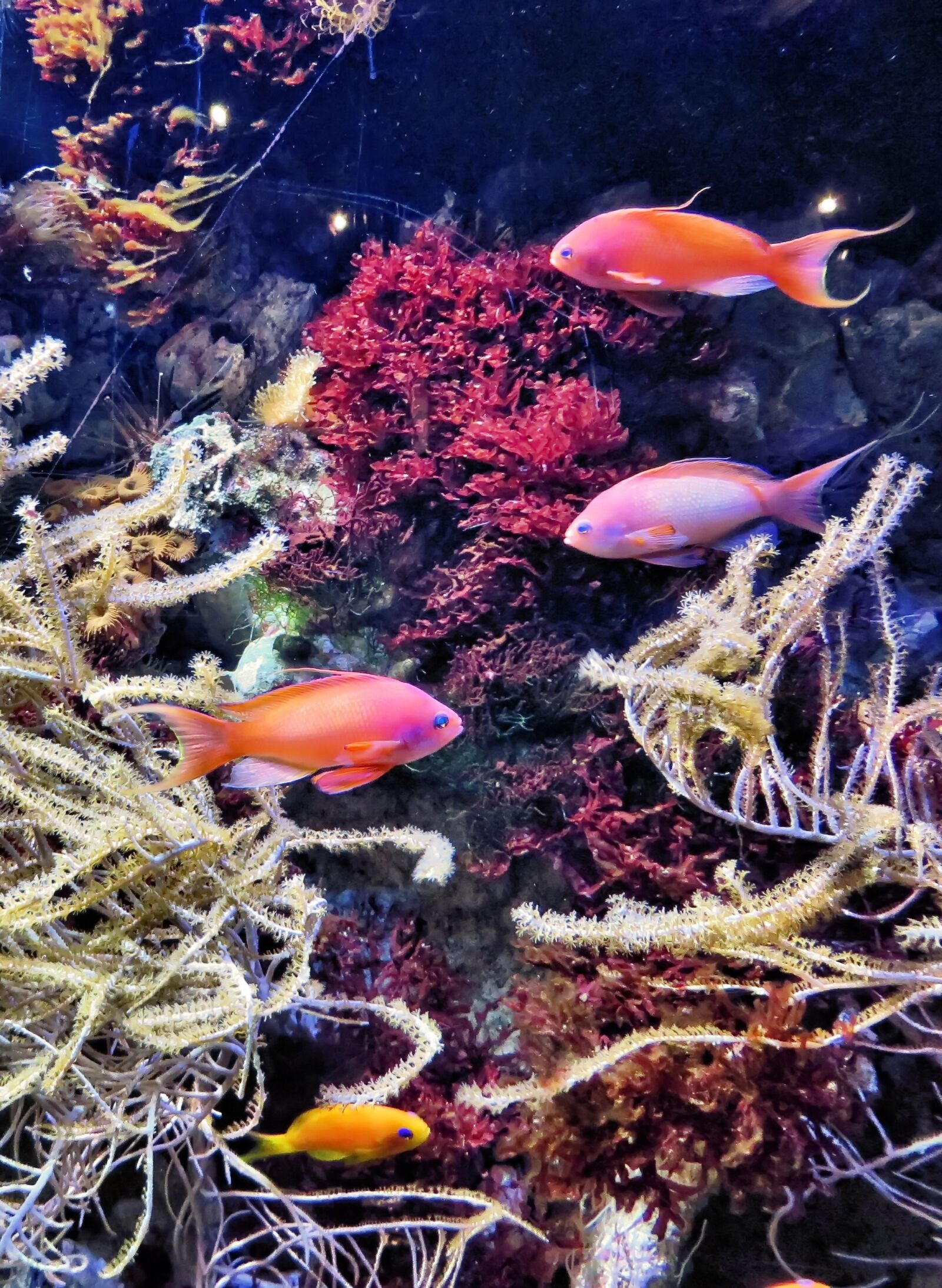 Canon PowerShot SX270 HS sample photo. Aquarium, the croisic, fish photography