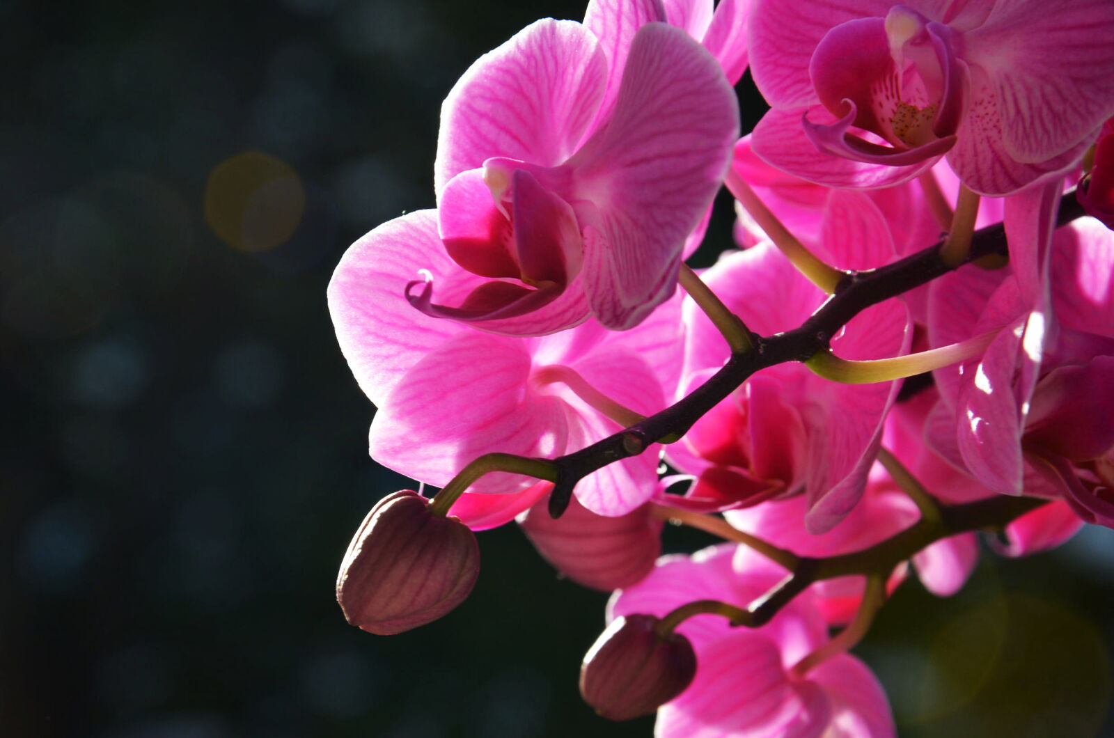 Nikon D5100 sample photo. Florist, flowers, summer, sun photography