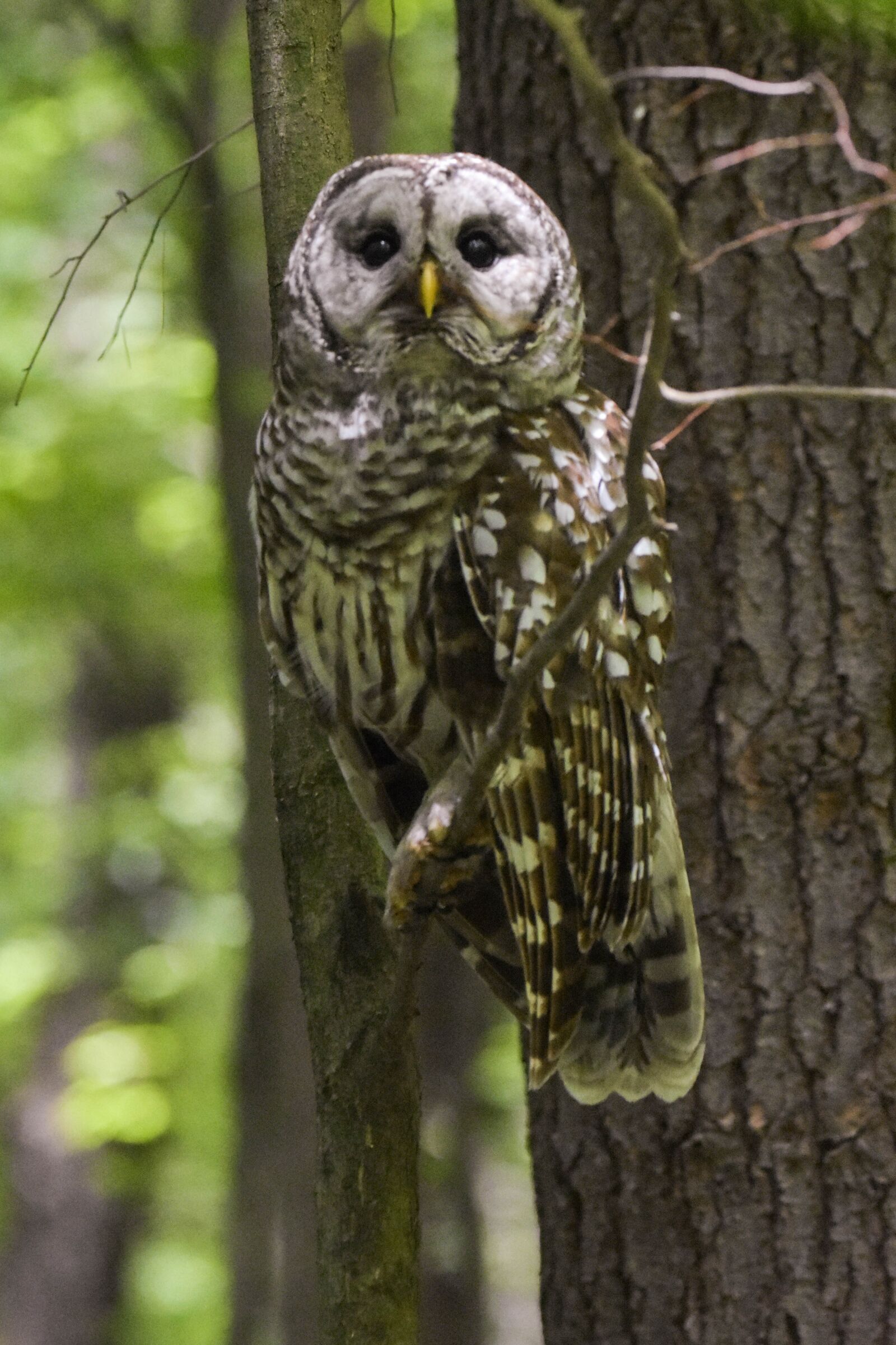 Nikon D3400 sample photo. Bird, barred owl, perched photography