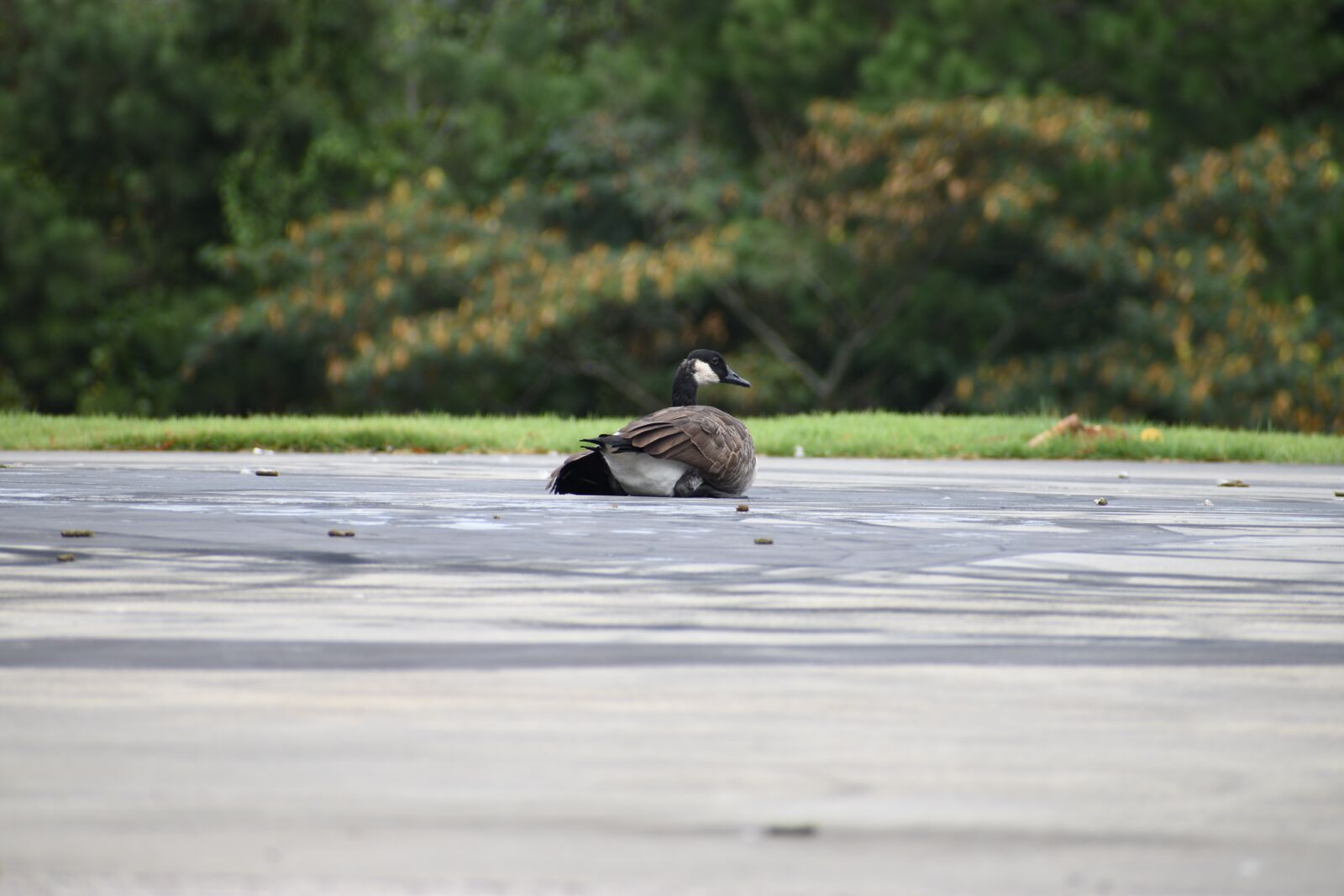 Nikon D3500 sample photo. Goose, geese, bird photography