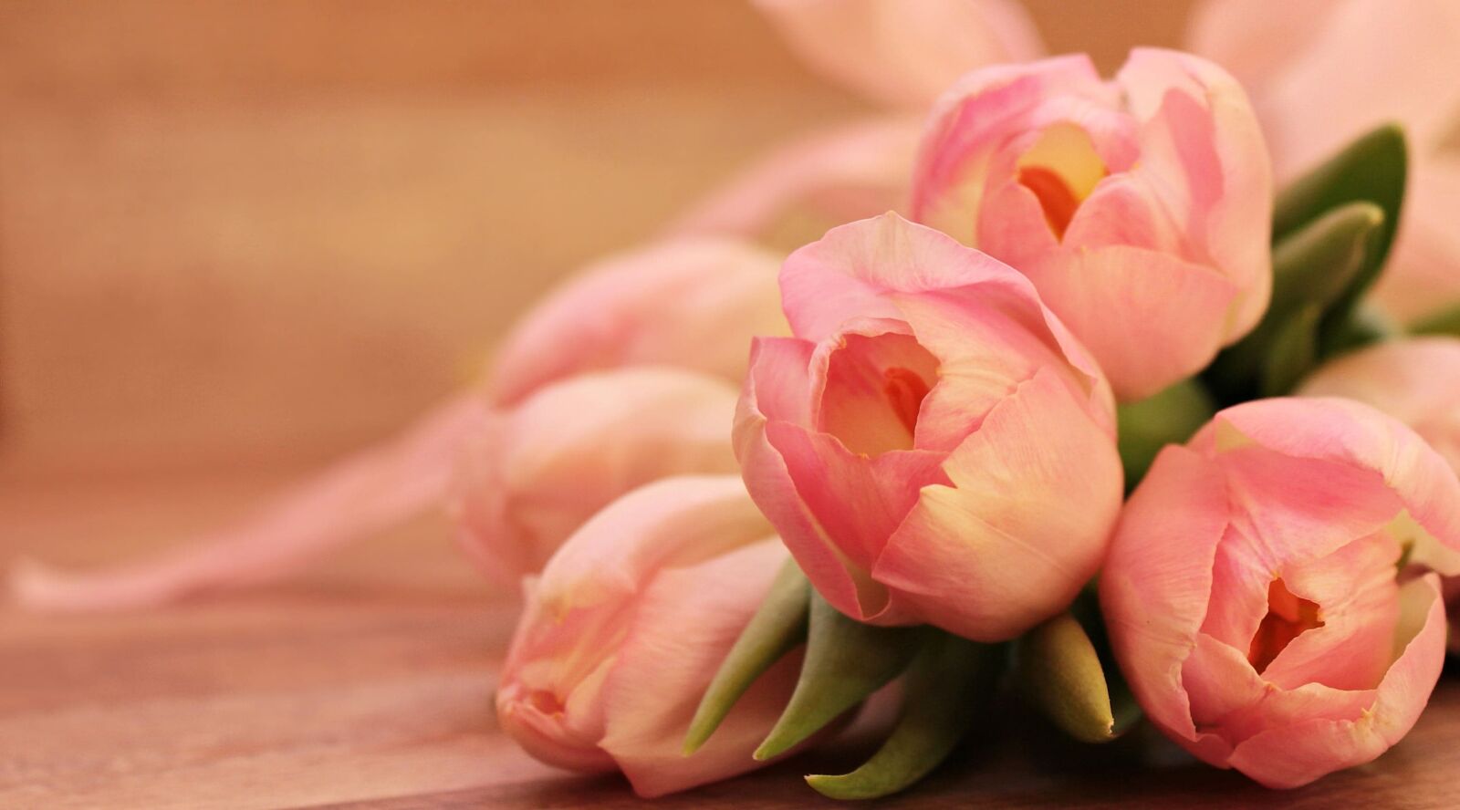 Canon EOS 550D (EOS Rebel T2i / EOS Kiss X4) sample photo. Flower, rose, nature, pink photography