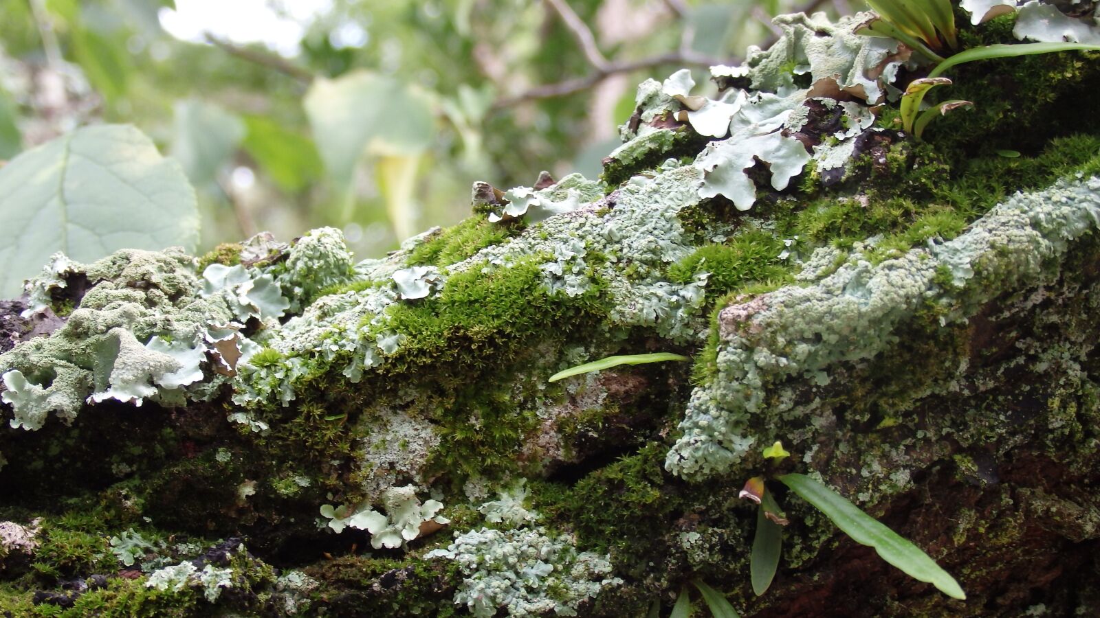 Olympus SH-60 sample photo. Nature, moss, green photography