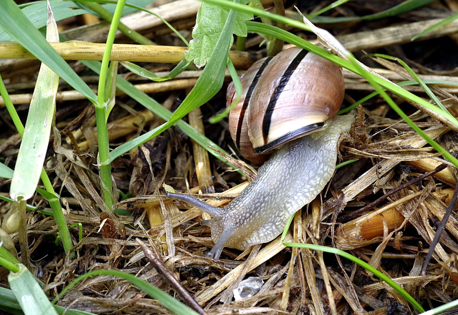 Pentax K-S2 sample photo. Snail, pest, colored photography