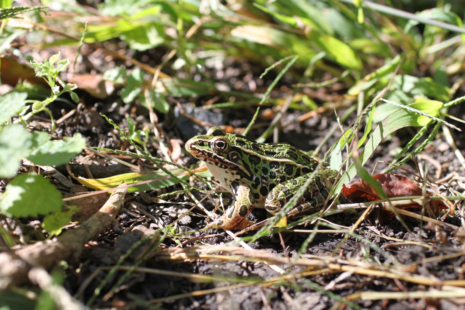 Canon EOS 500D (EOS Rebel T1i / EOS Kiss X3) sample photo. Frog, nature, green photography