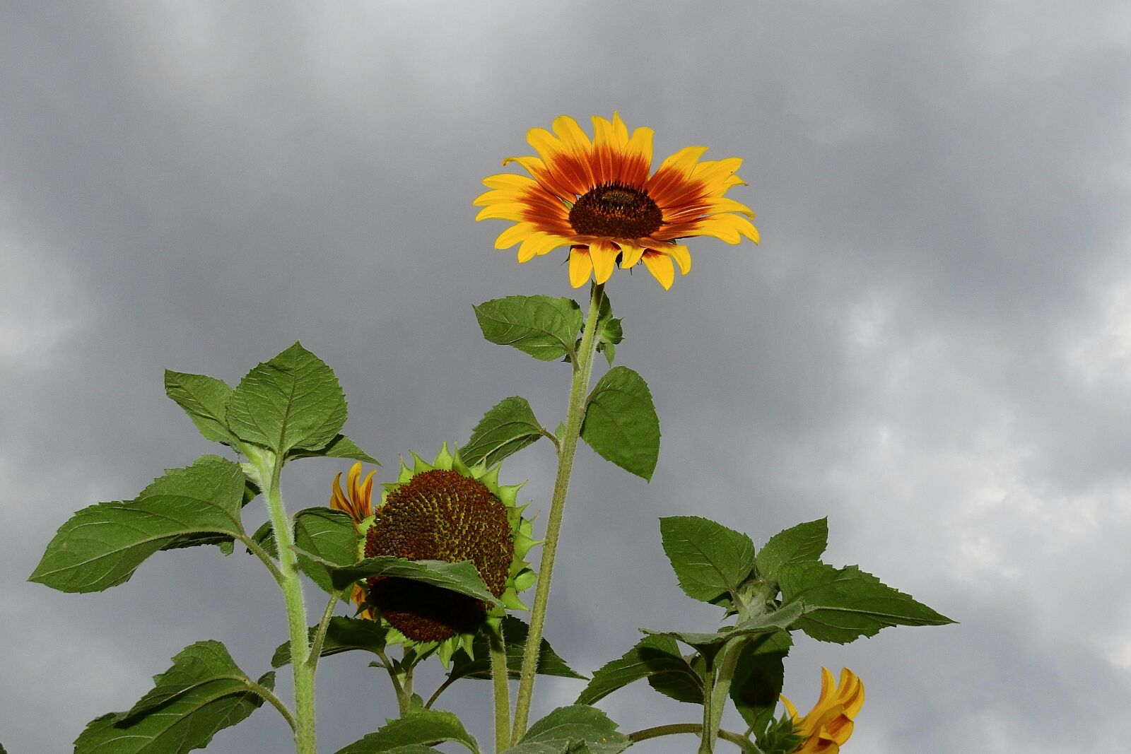 Nikon Coolpix P900 sample photo. Sunflowers, sky, flowers photography