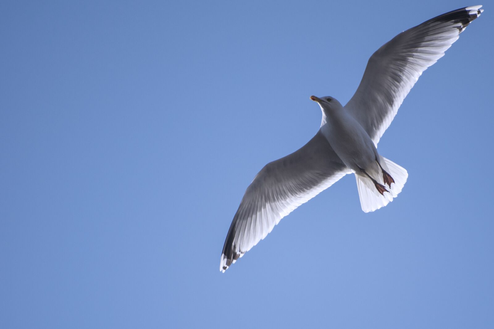 Nikon D3300 sample photo. Seagull, sky, flying photography