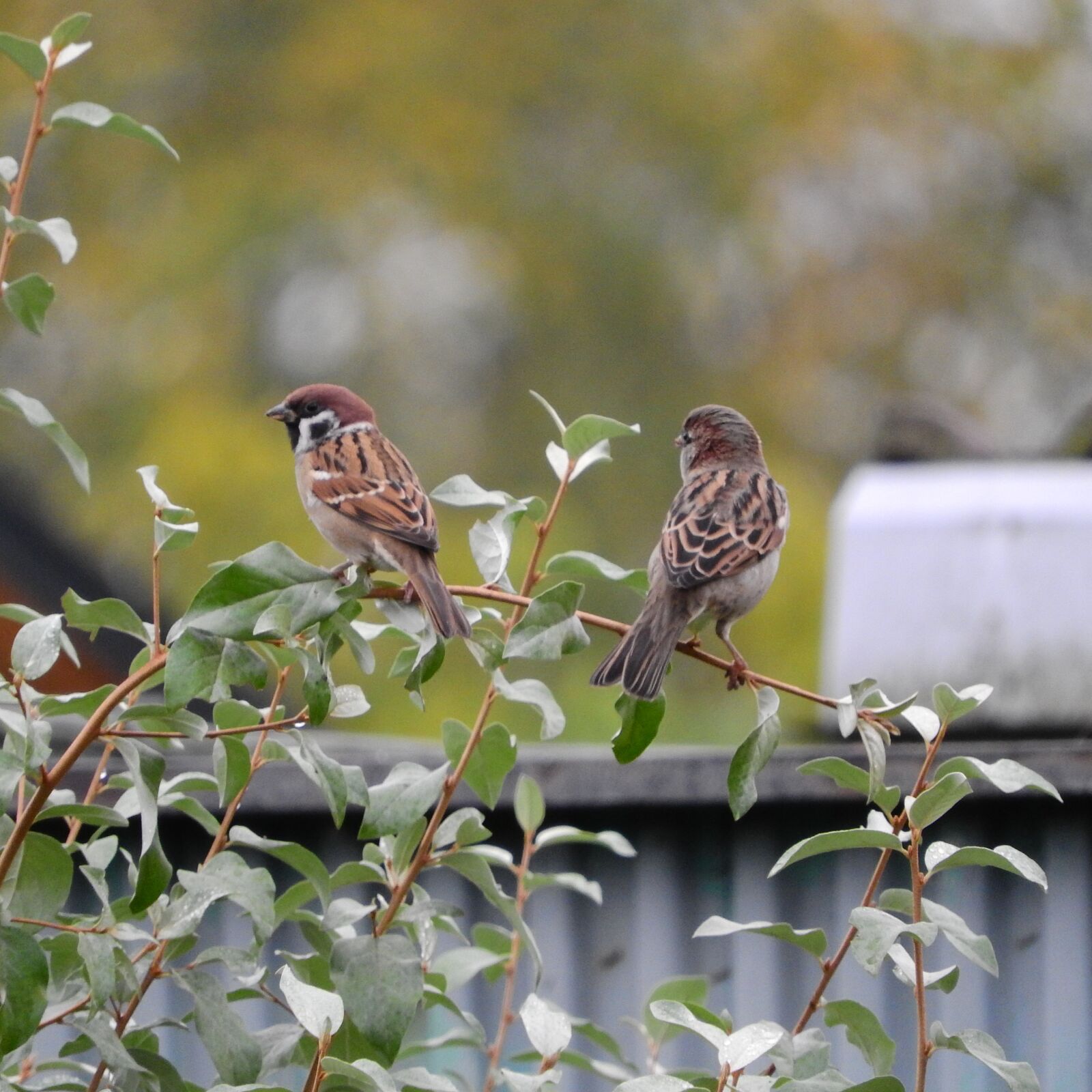 Nikon Coolpix P610 sample photo. Sparrow, passer montanus, eurasian photography