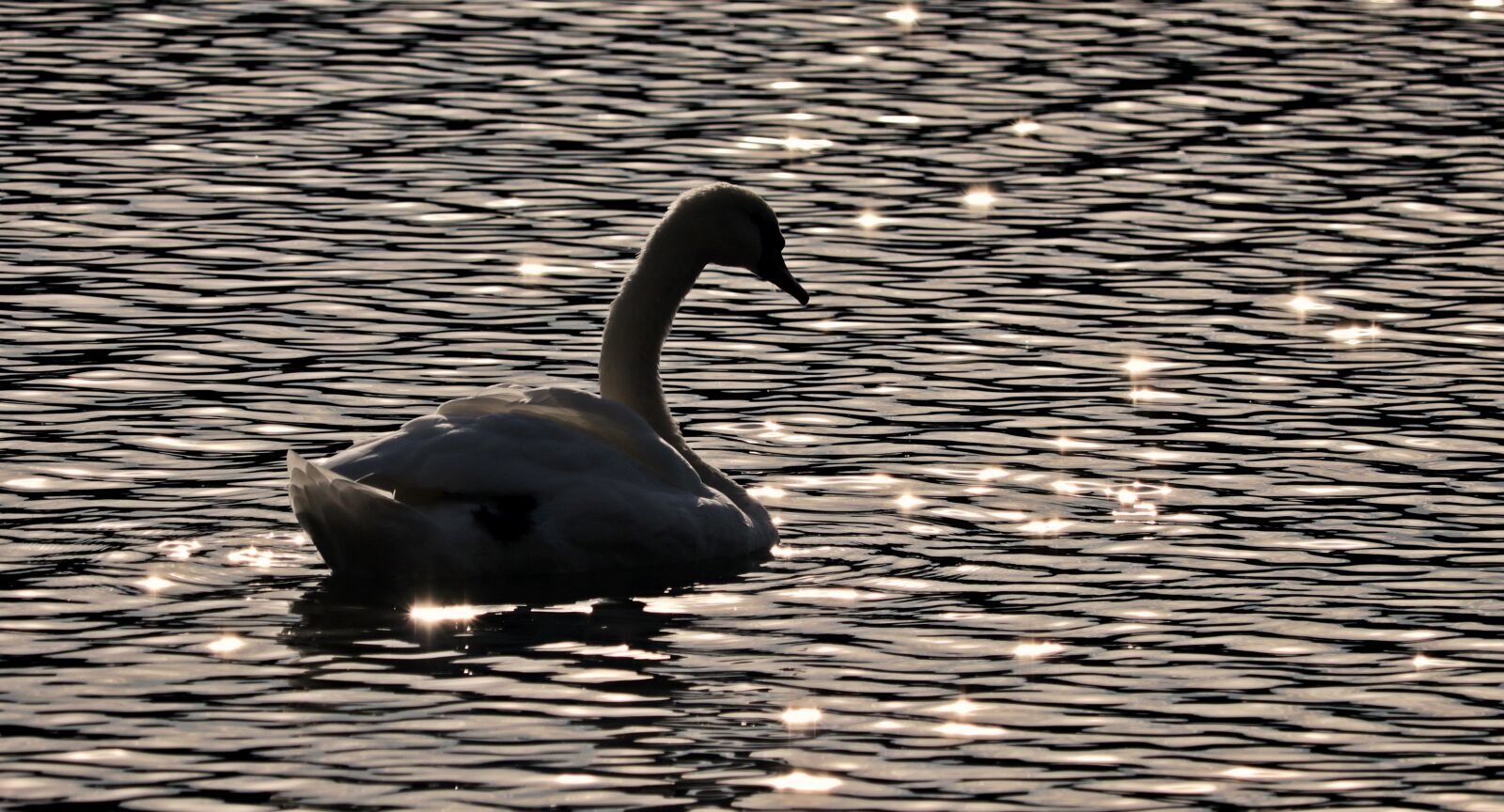 Canon EF-S 55-250mm F4-5.6 IS STM sample photo. Swan, water, nature photography