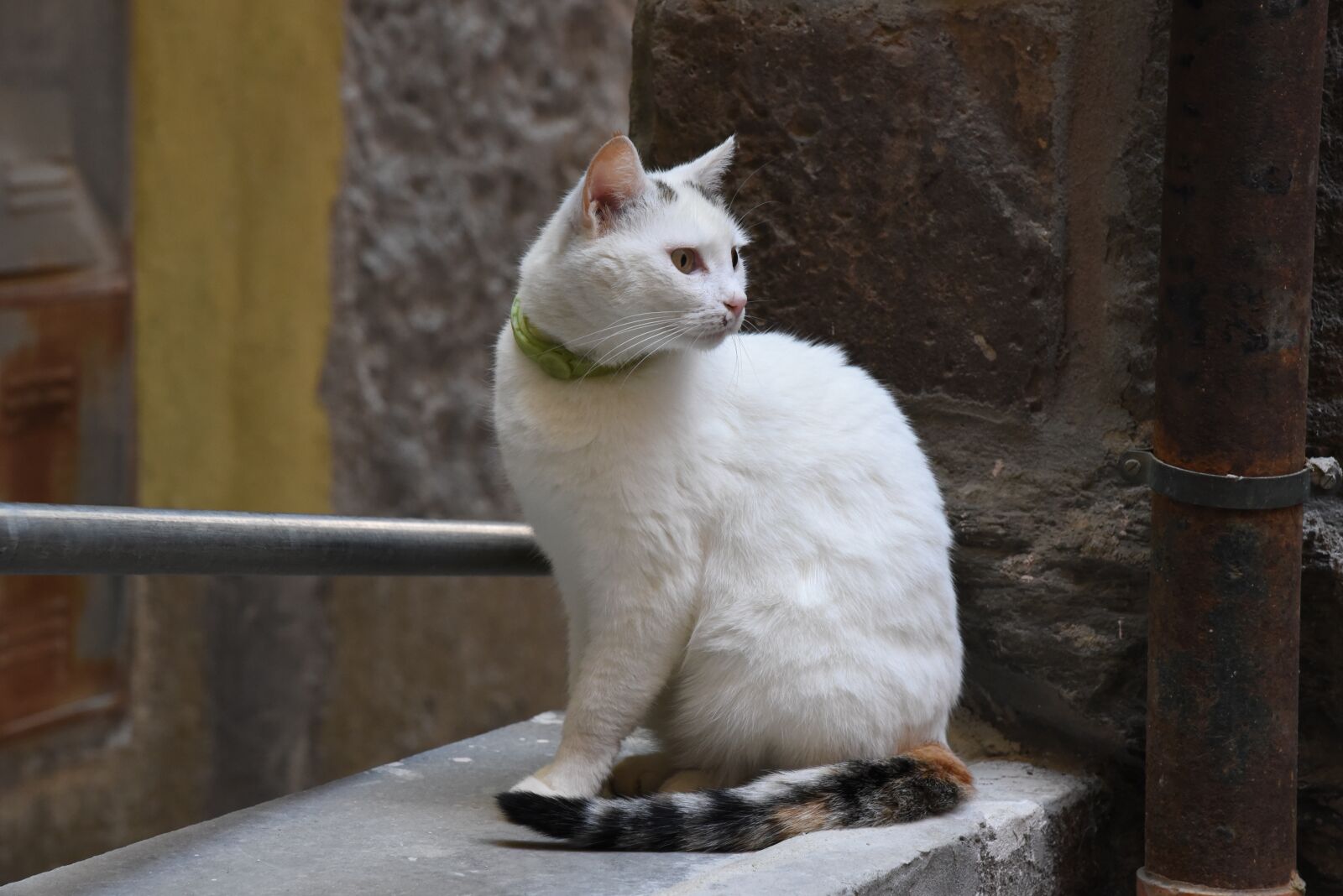 Nikon D750 sample photo. Cat, outdoor, nature photography