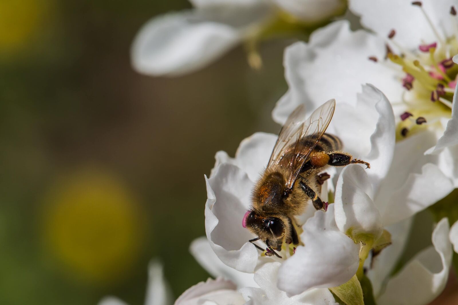 Canon EF 100mm F2.8 Macro USM sample photo. Bee, insect, arthropod, pollen photography