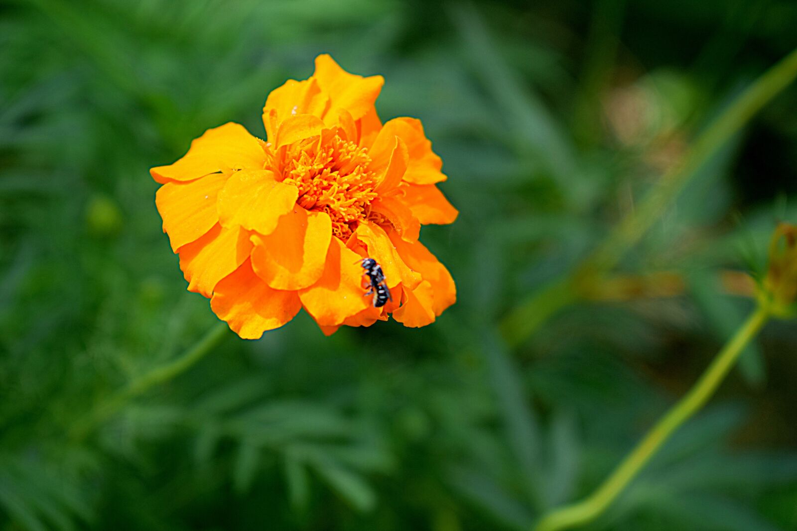 Nikon D3300 sample photo. Flower, yellow, nature photography