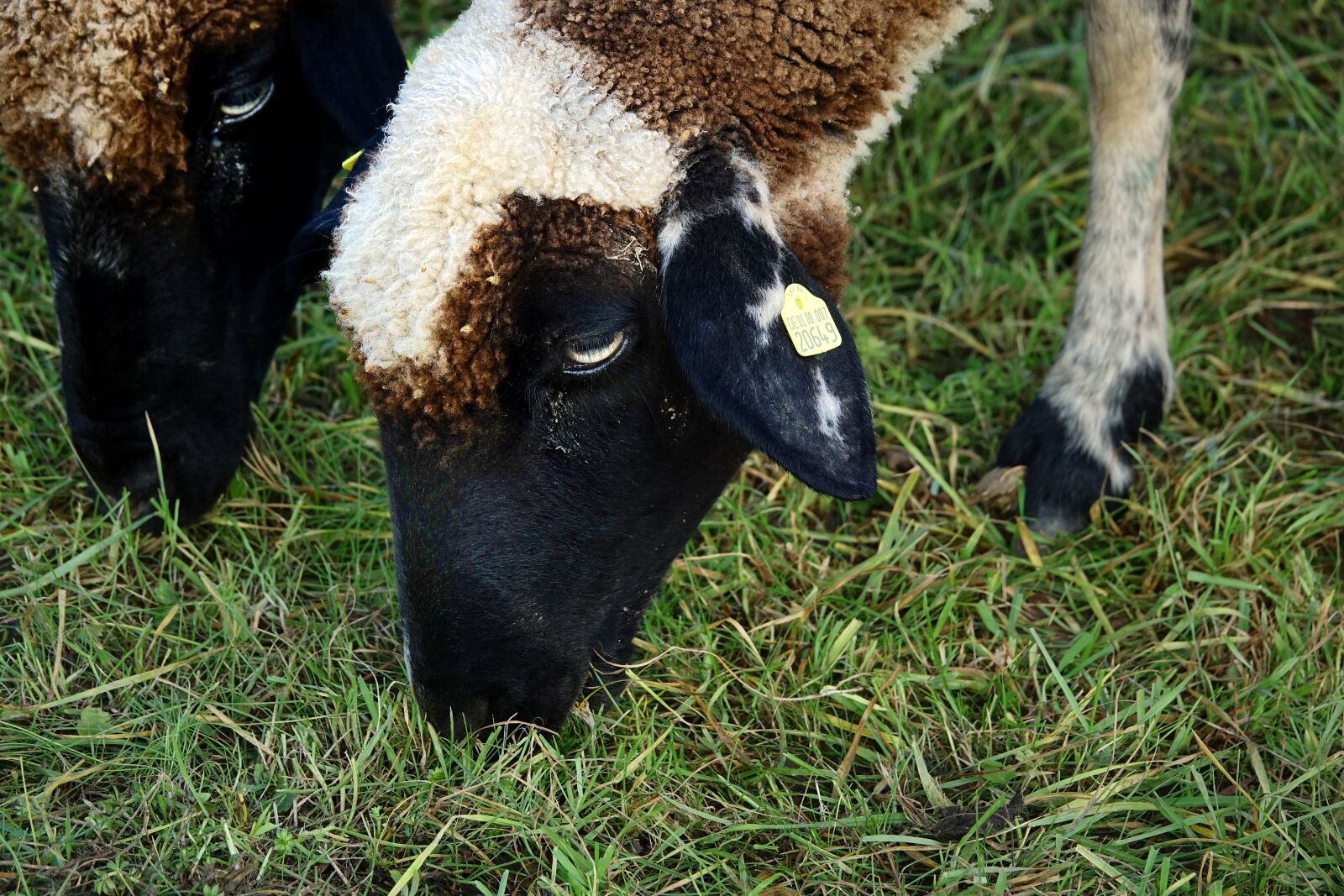 Sony Cyber-shot DSC-RX10 III sample photo. Sheep, schäfchen, lamb photography