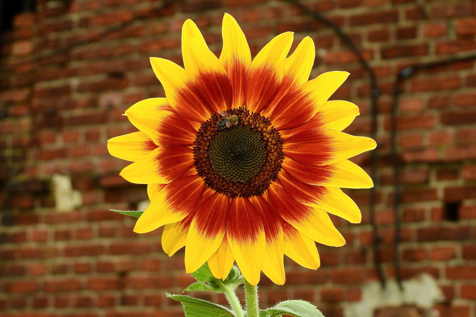 Nikon Coolpix P900 sample photo. Sunflower, the background, bee photography