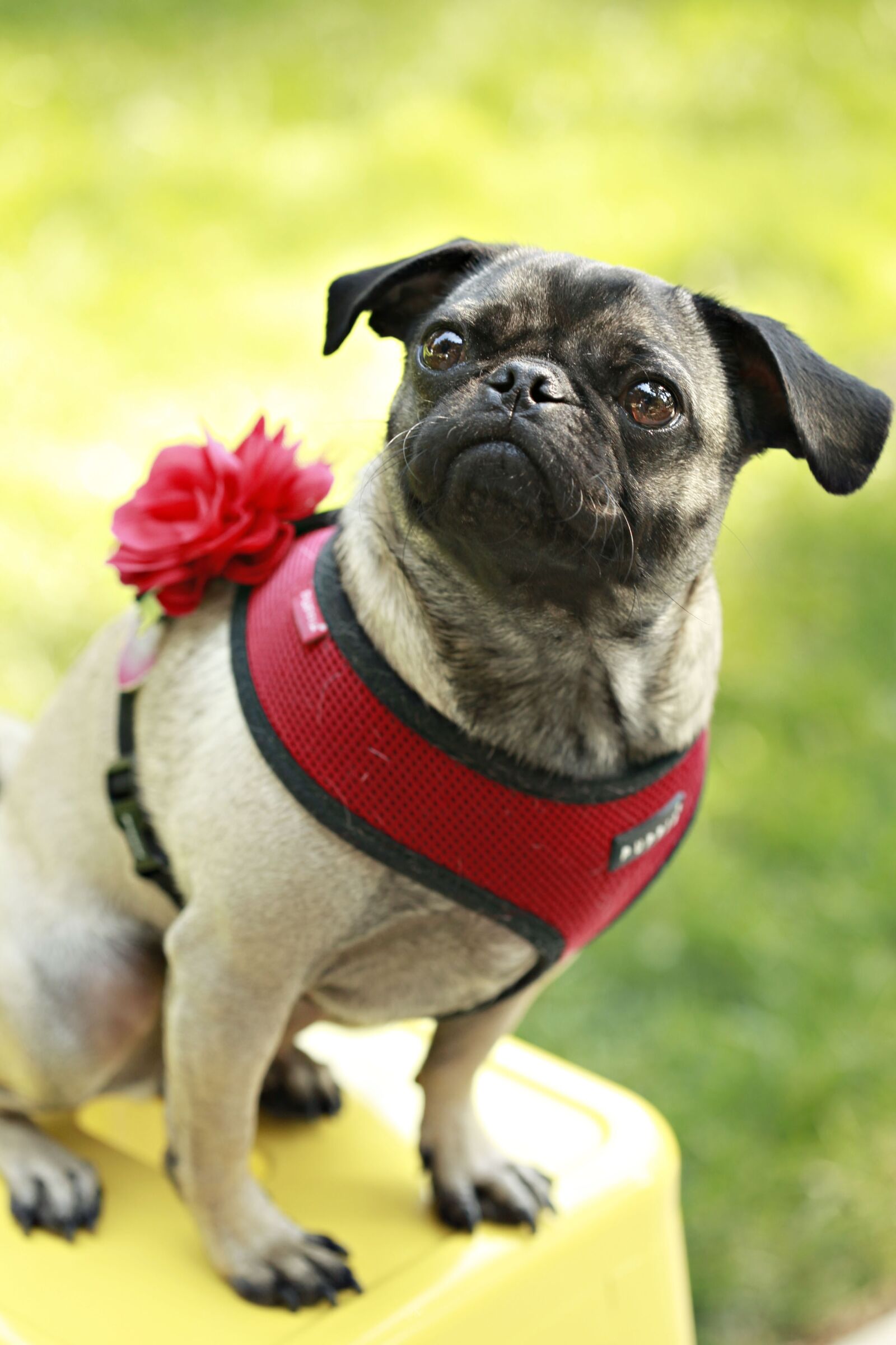 Canon EOS 5D Mark II sample photo. Pug, dog, animal photography