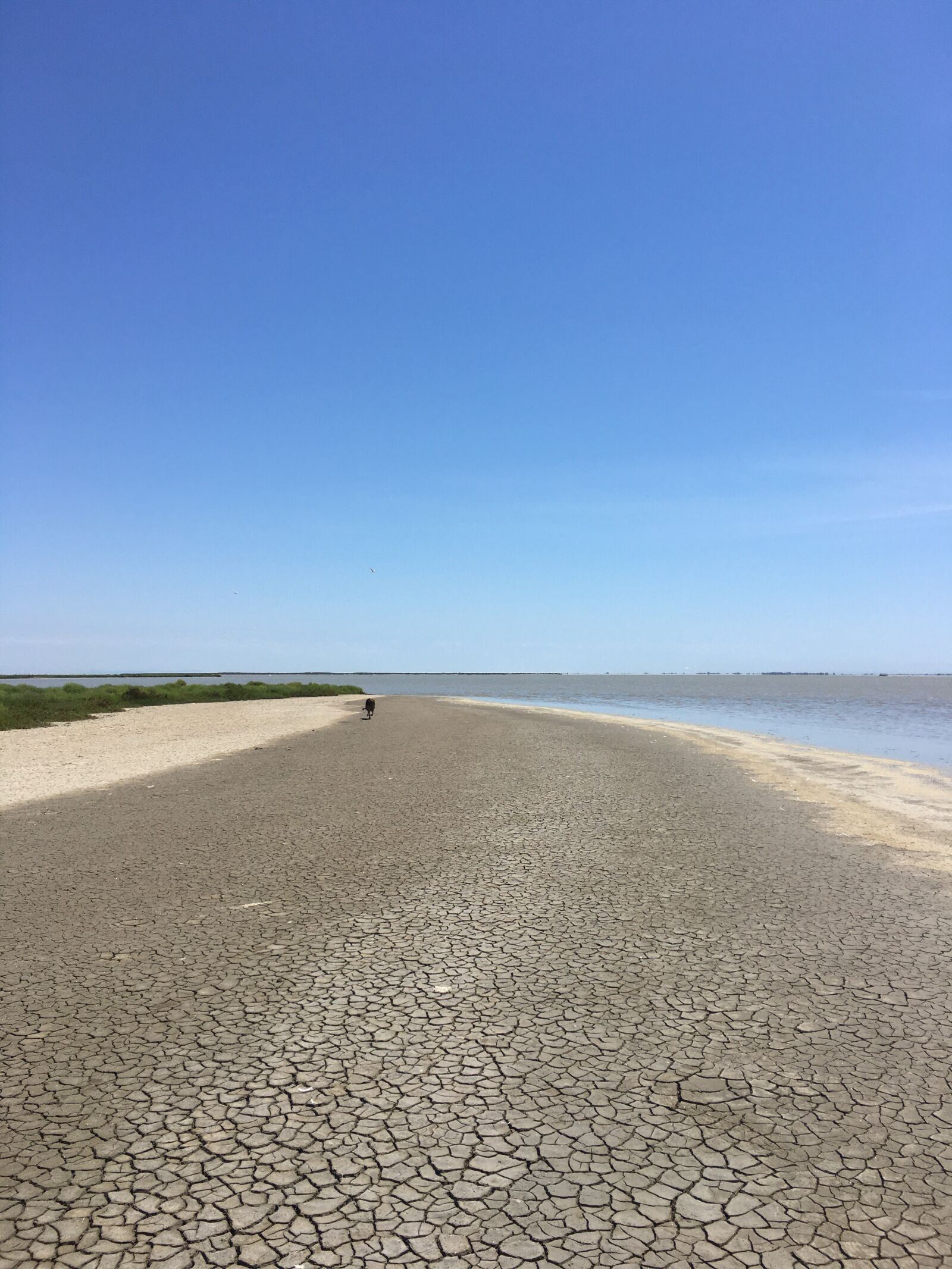 iPhone 6s Plus back camera 4.15mm f/2.2 sample photo. Camargue, sea, sand photography