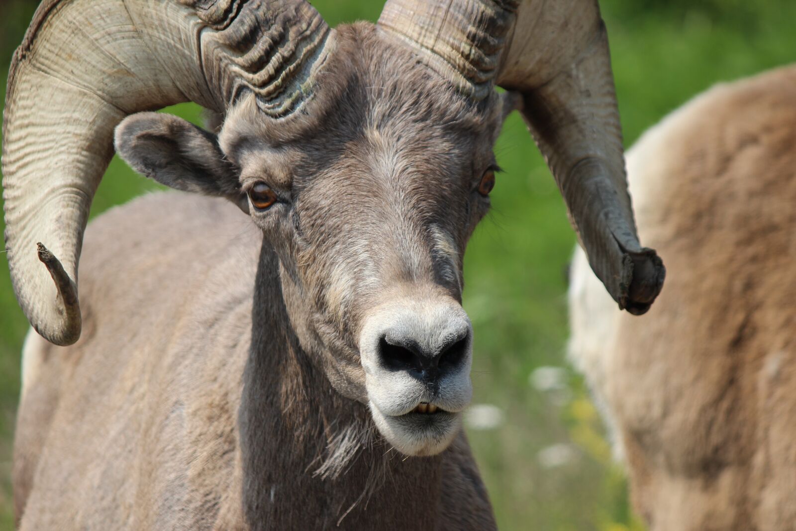 Canon EOS 600D (Rebel EOS T3i / EOS Kiss X5) sample photo. Bighorn, ram, male photography
