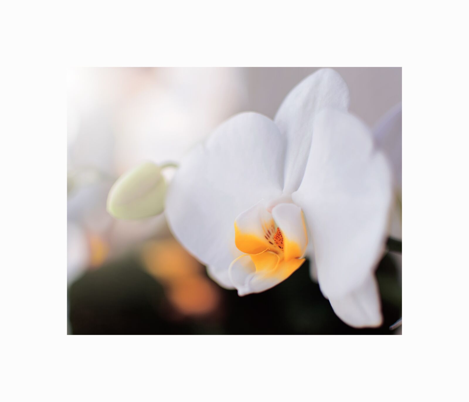 Nikon D90 sample photo. Green, plant, nature photography