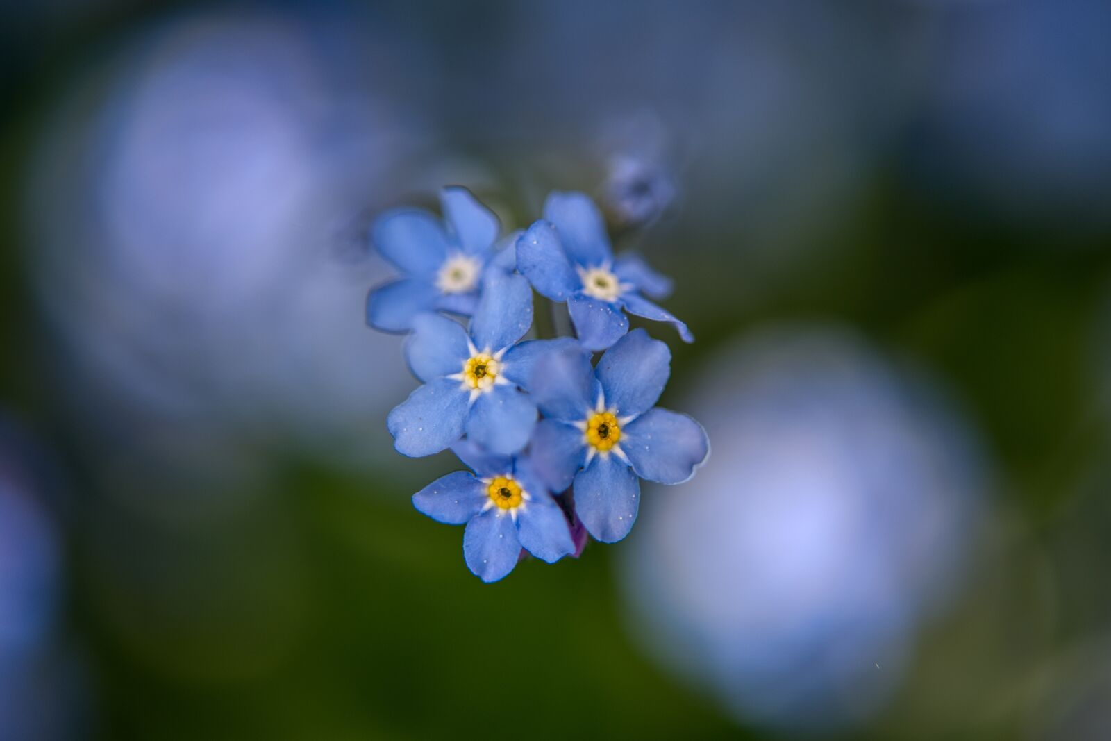Nikon D750 sample photo. Myosotis, forget me not photography