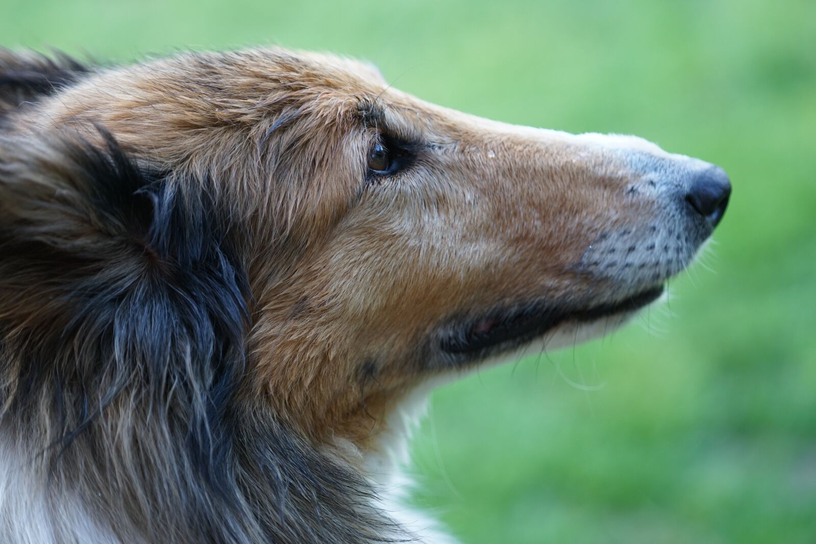 Sony a7 II + Sony FE 70-200mm F4 G OSS sample photo. Dog, portrait, sheep-dog photography