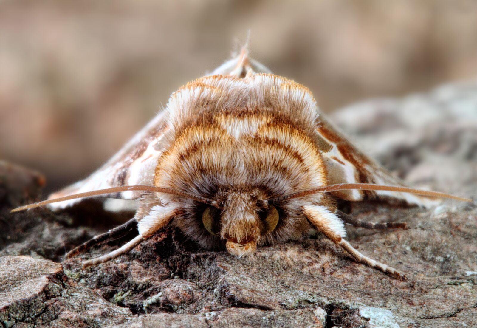 Canon EOS 500D (EOS Rebel T1i / EOS Kiss X3) sample photo. Moth, macro, lepidoptera photography
