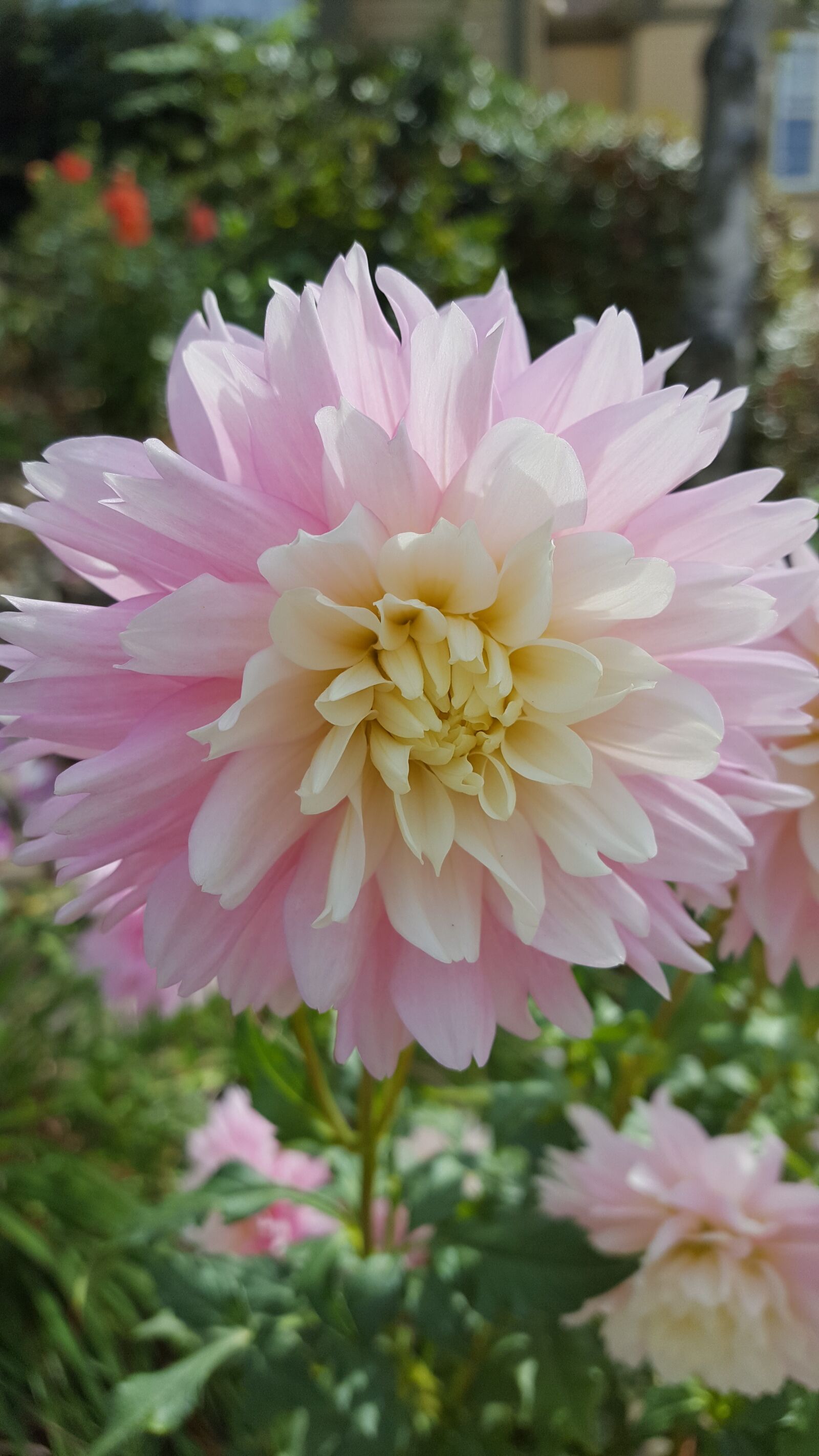 Samsung Galaxy S6 sample photo. Dahlia, pink, flower photography