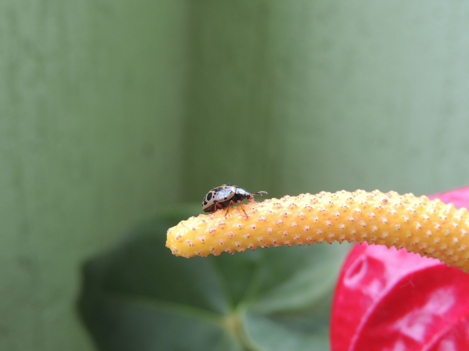 Nikon Coolpix P510 sample photo. Macro, insect, ladybug photography