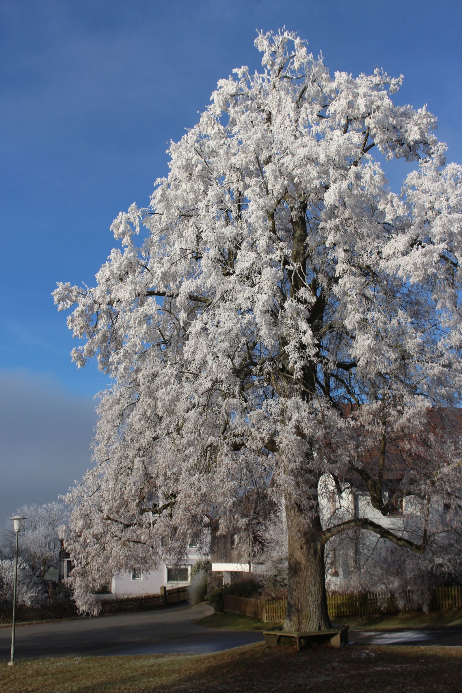 Canon EOS 700D (EOS Rebel T5i / EOS Kiss X7i) sample photo. Frost, winter, tree photography