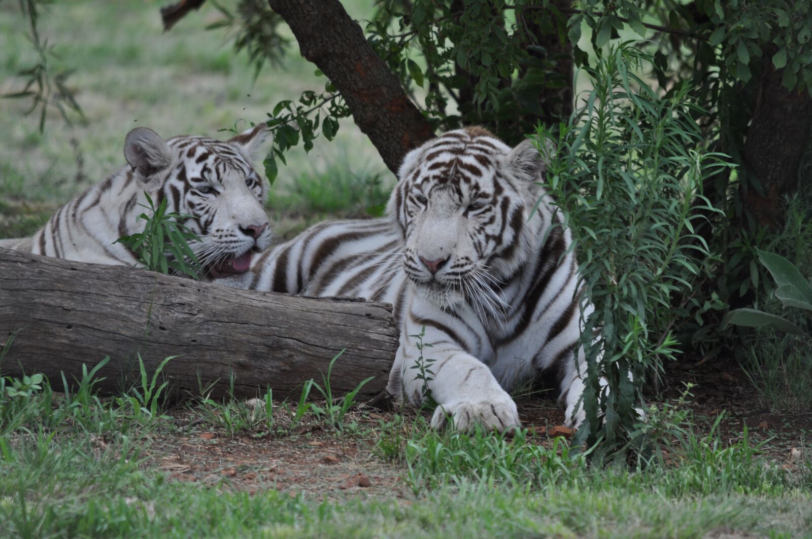 Nikon D5000 sample photo. White tigers, nature, wildlife photography