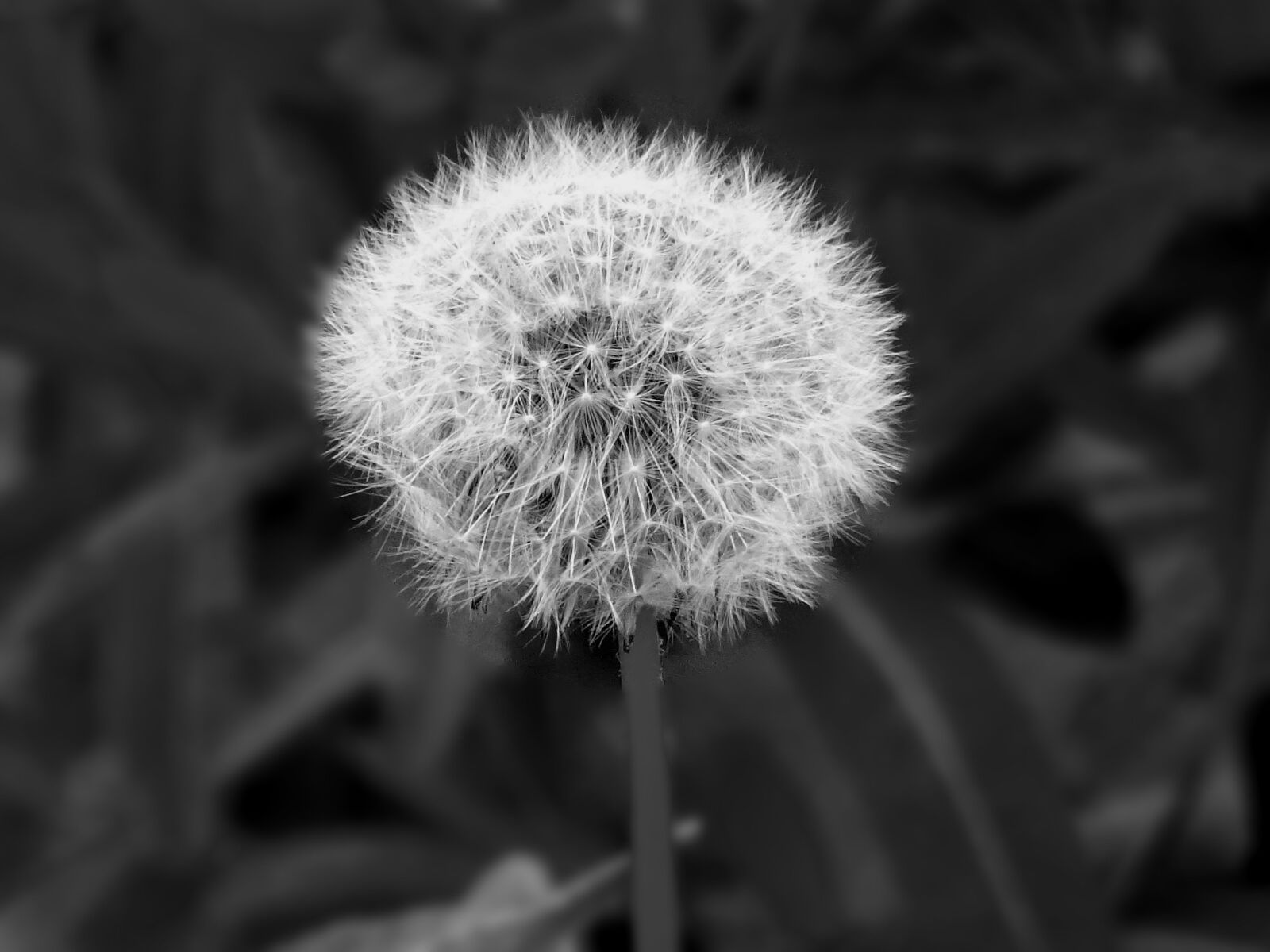 Sony DSC-HX60 sample photo. Blooming, blur, close, up photography