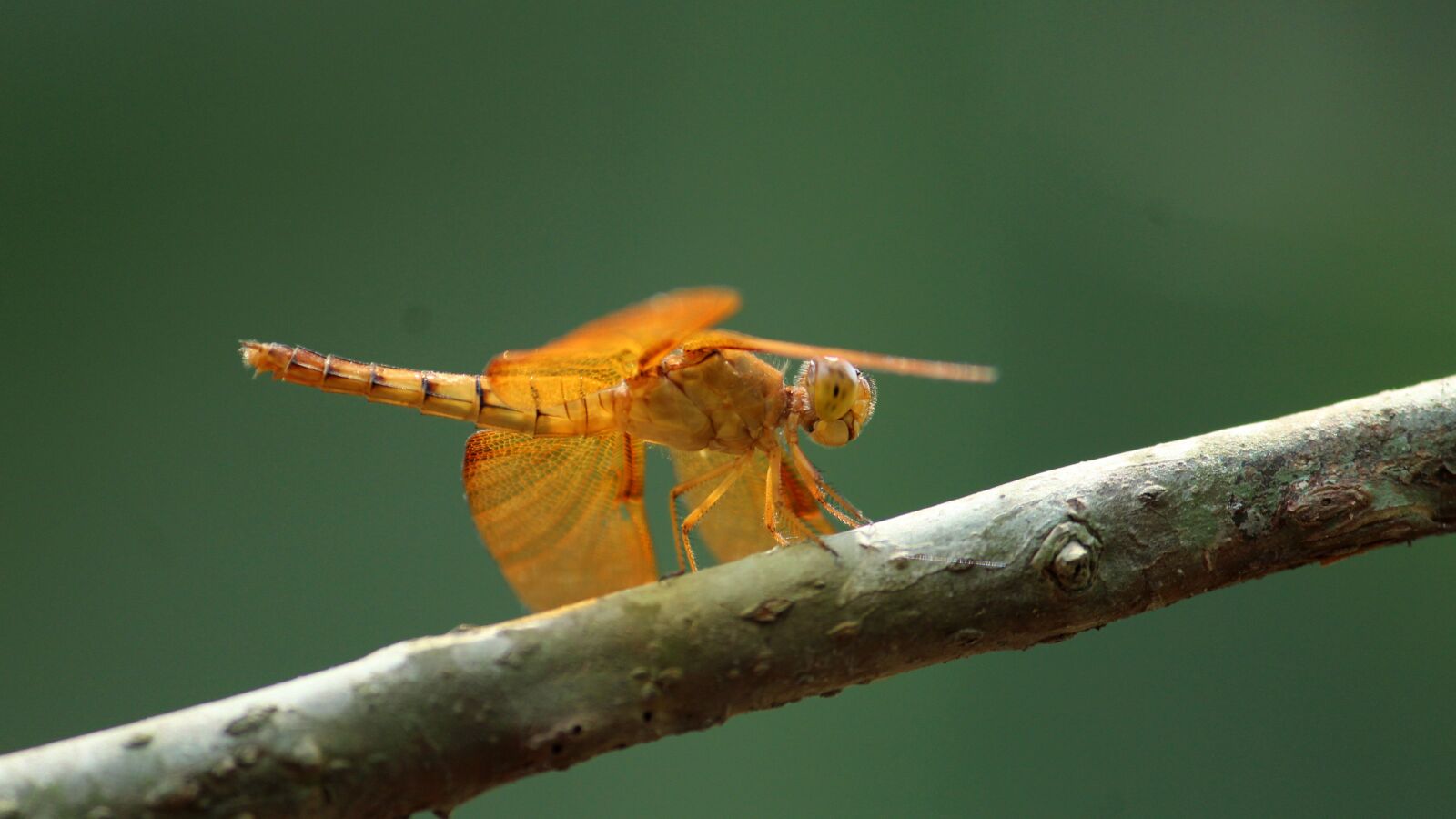 Canon EOS 1300D (EOS Rebel T6 / EOS Kiss X80) sample photo. Insect, nature, wildlife photography
