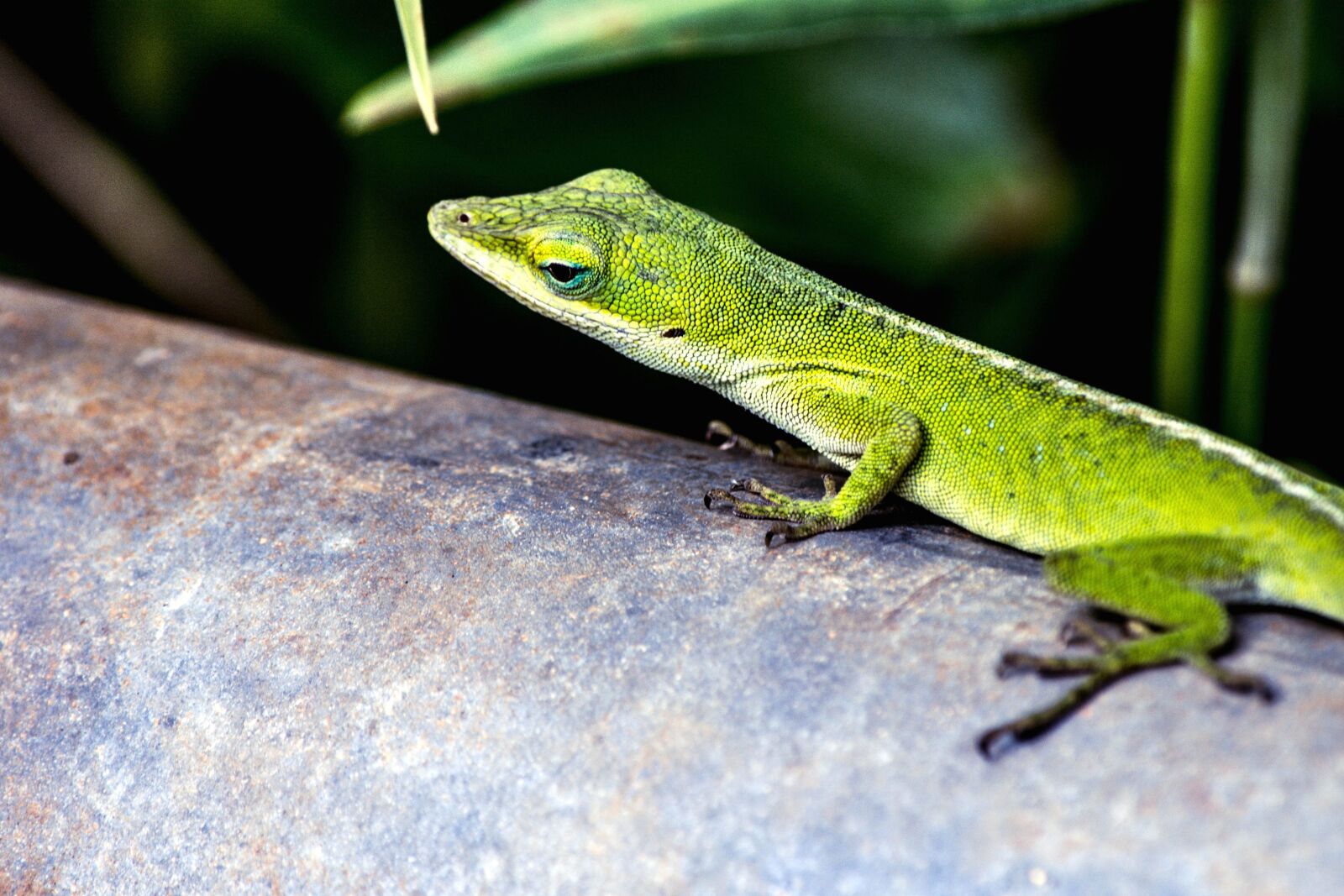 Nikon D5200 sample photo. Geico, lizard, nature, wildlife photography
