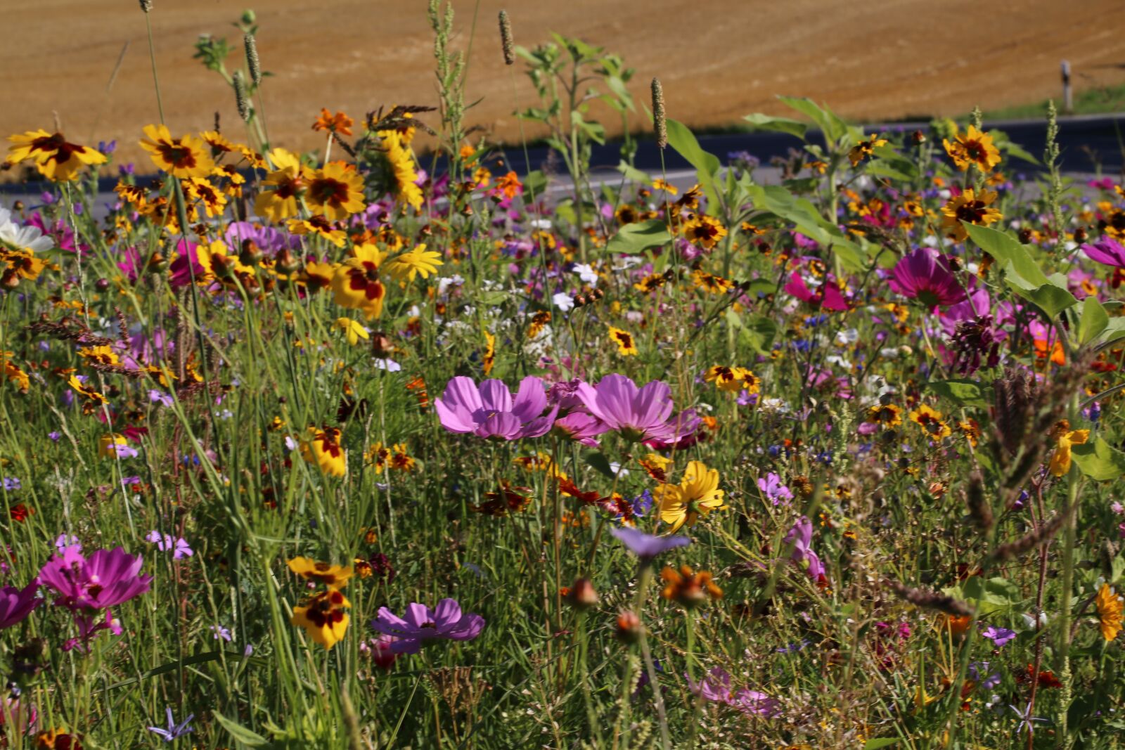 Canon EF 100mm F2.8L Macro IS USM sample photo. Flower meadow, flowers, meadow photography