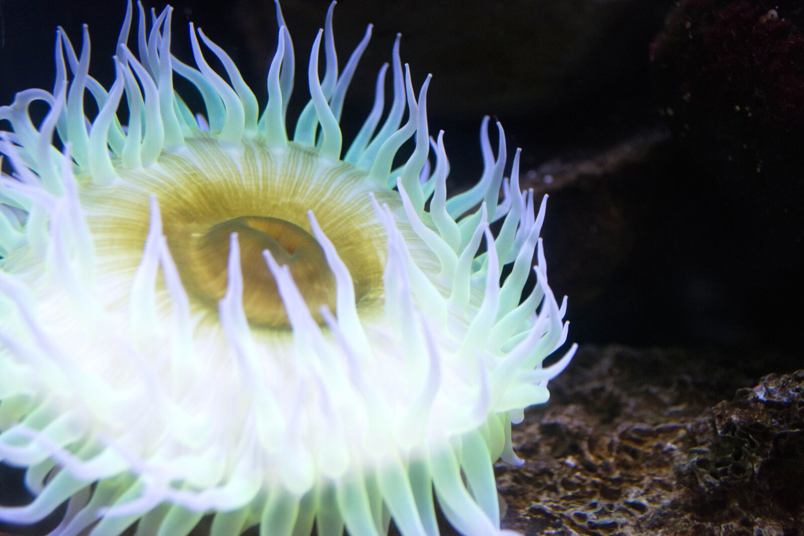 Nikon D5200 sample photo. Anemone, invertebrate, underwater, reef photography
