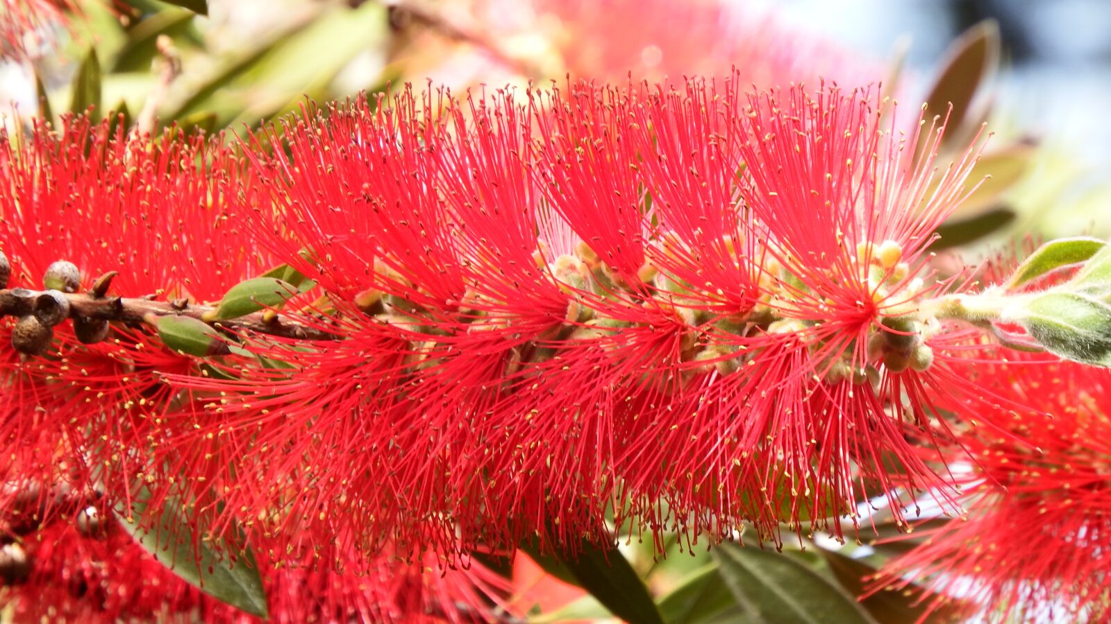 Fujifilm FinePix SL1000 sample photo. Flower, red, floral photography