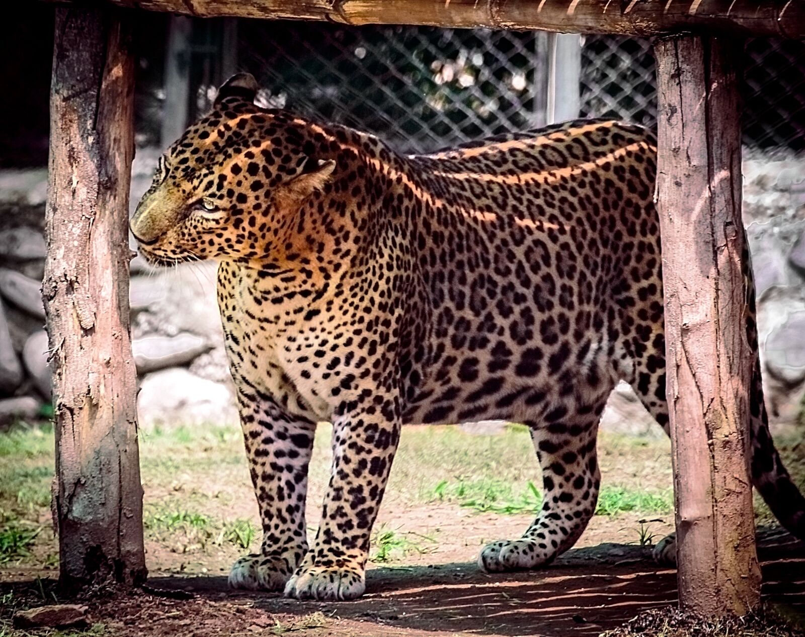 Canon EOS 700D (EOS Rebel T5i / EOS Kiss X7i) + Canon EF-S 55-250mm F4-5.6 IS II sample photo. Cheetah, wildlife, animal photography