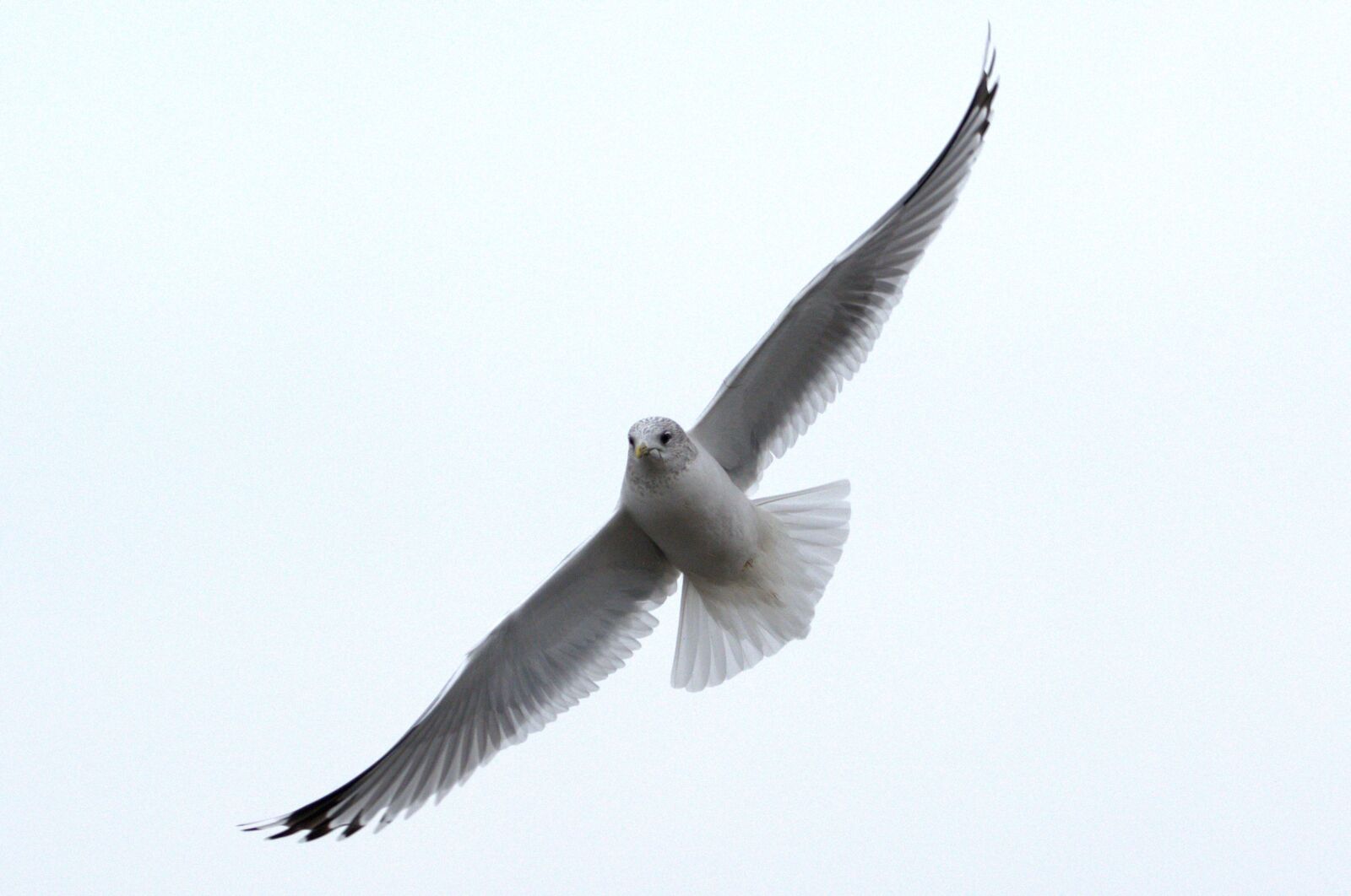 Nikon D5200 sample photo. Herring gull, seagull, larus photography