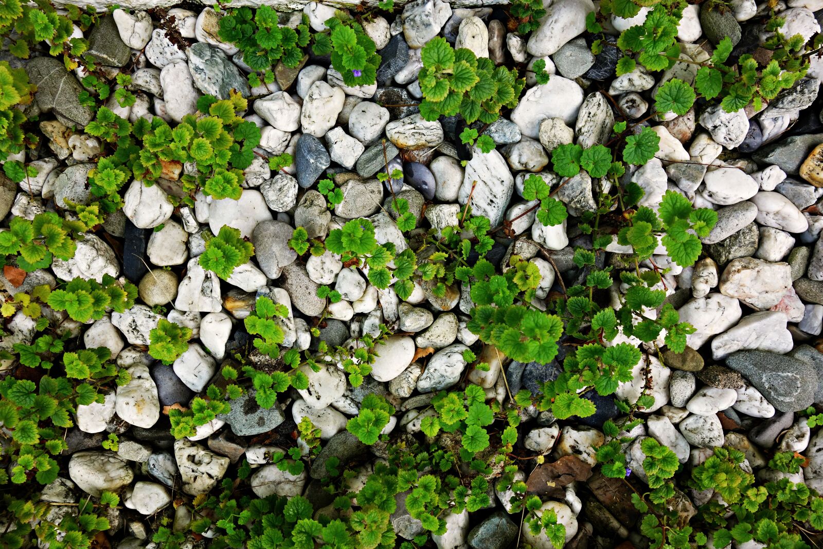 Sony Cyber-shot DSC-RX100 sample photo. Stones, pebbles, plants photography