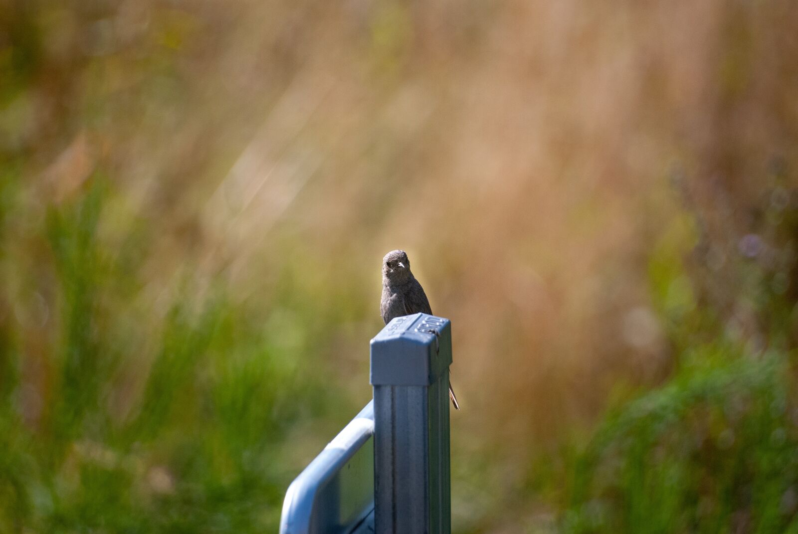 Nikon D80 sample photo. Bird, portrait, nature photography