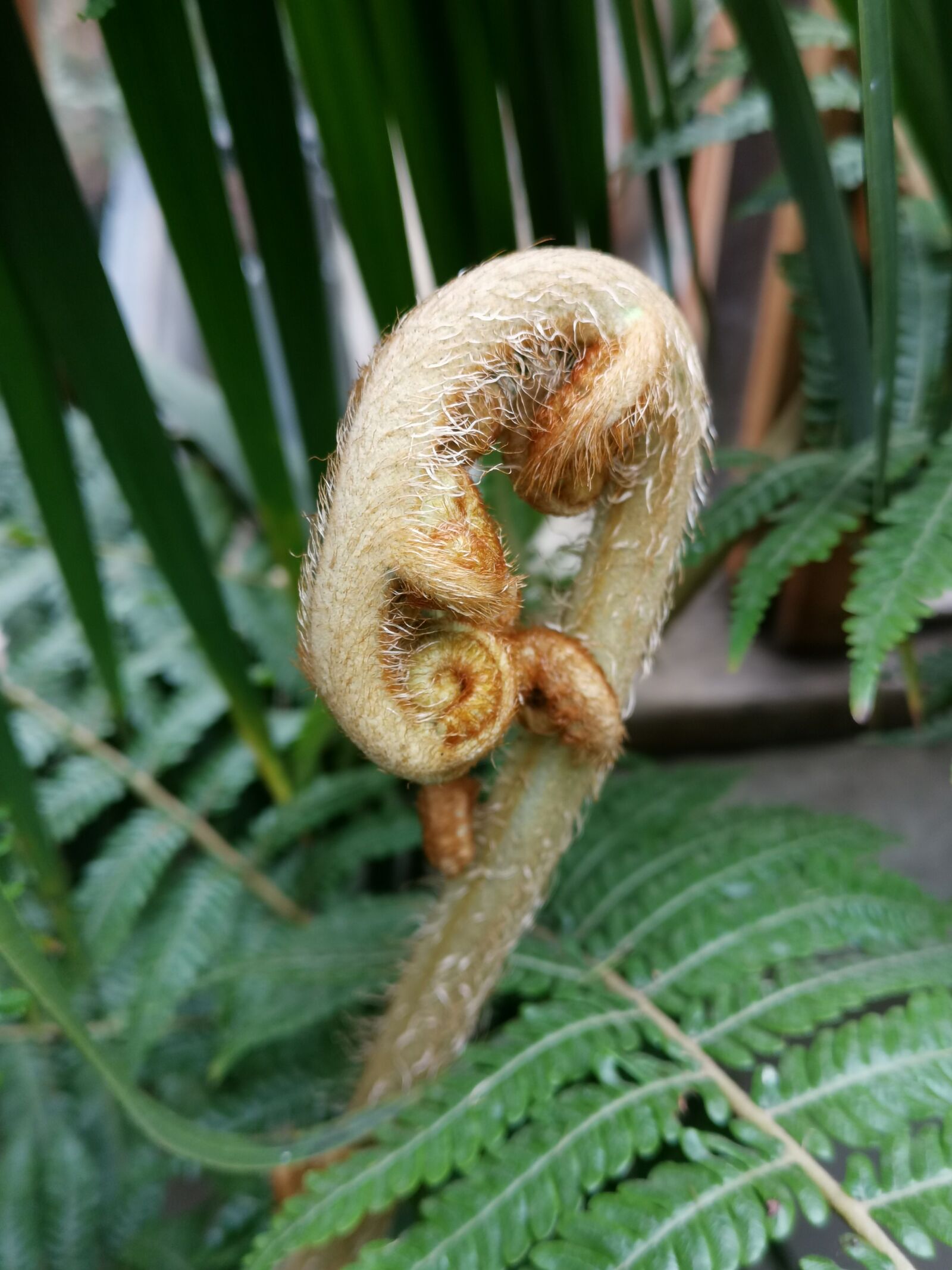 HUAWEI LYA-L29 sample photo. Fern, development, krautig photography