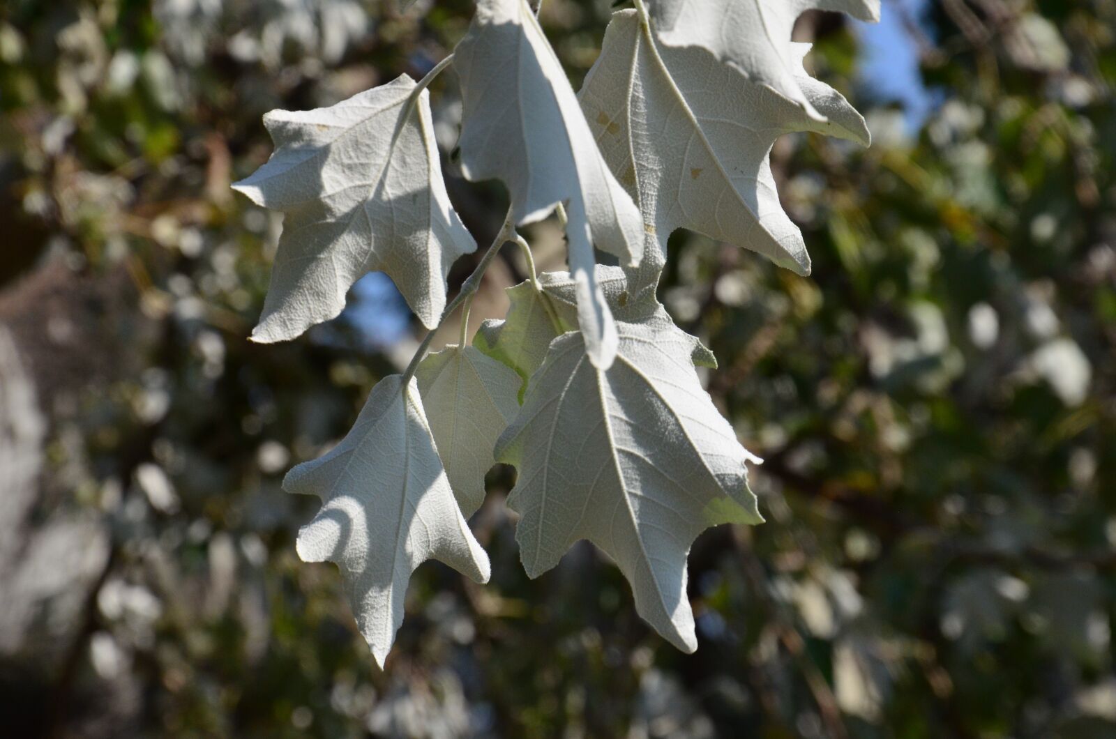 Nikon D5100 sample photo. Summer, leaves, white photography
