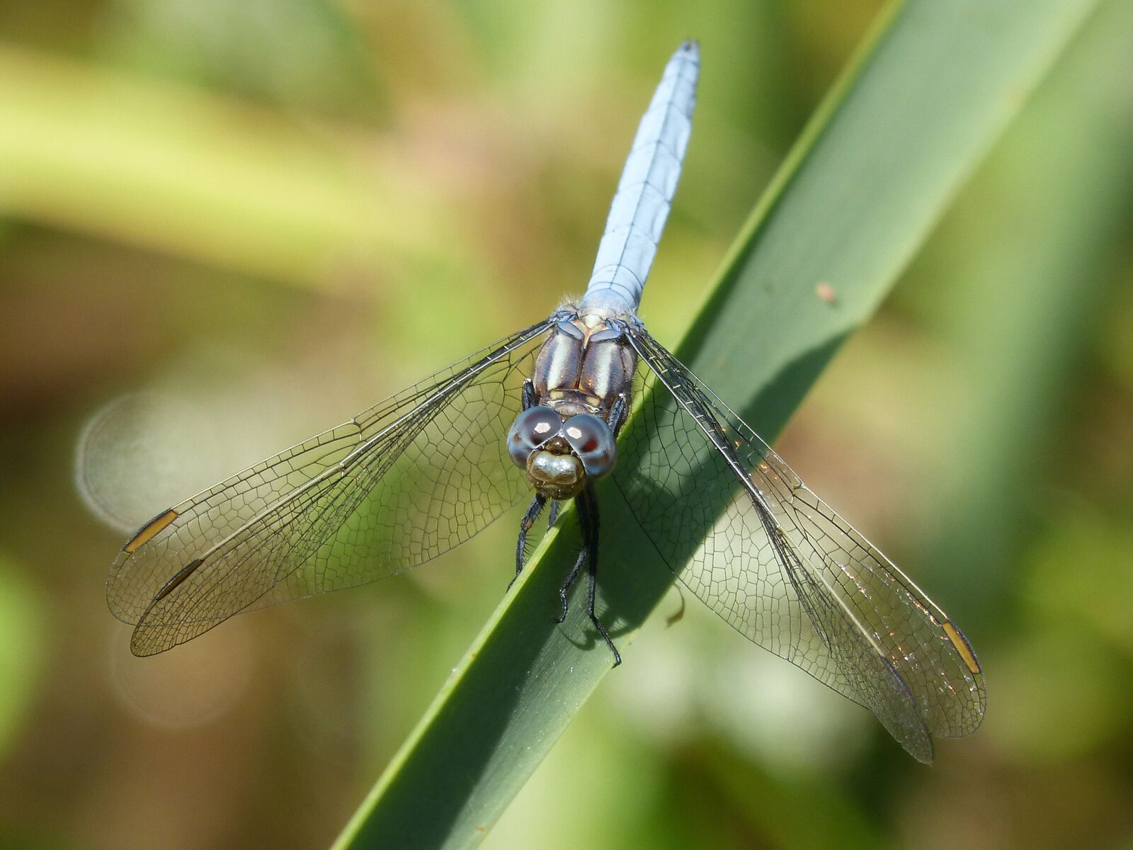Panasonic DMC-FZ62 sample photo. Blue dragonfly, detail, beauty photography