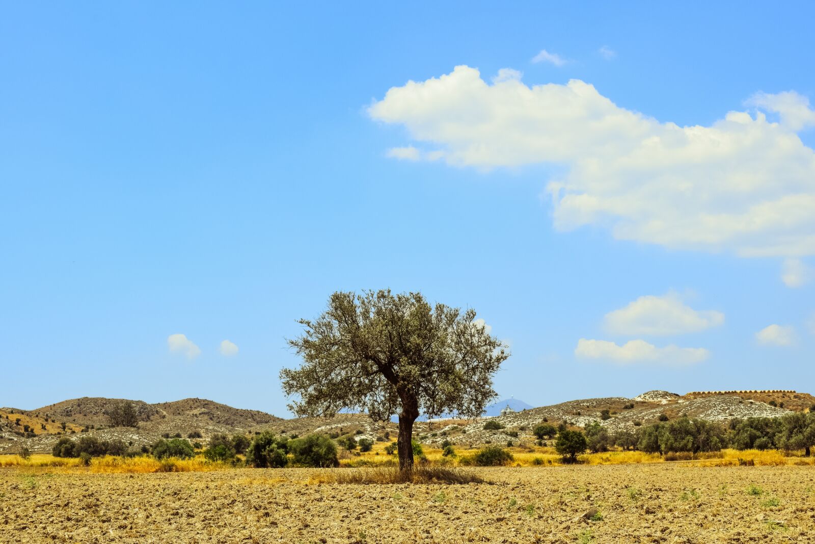 Nikon D3300 sample photo. Tree, field, countryside photography
